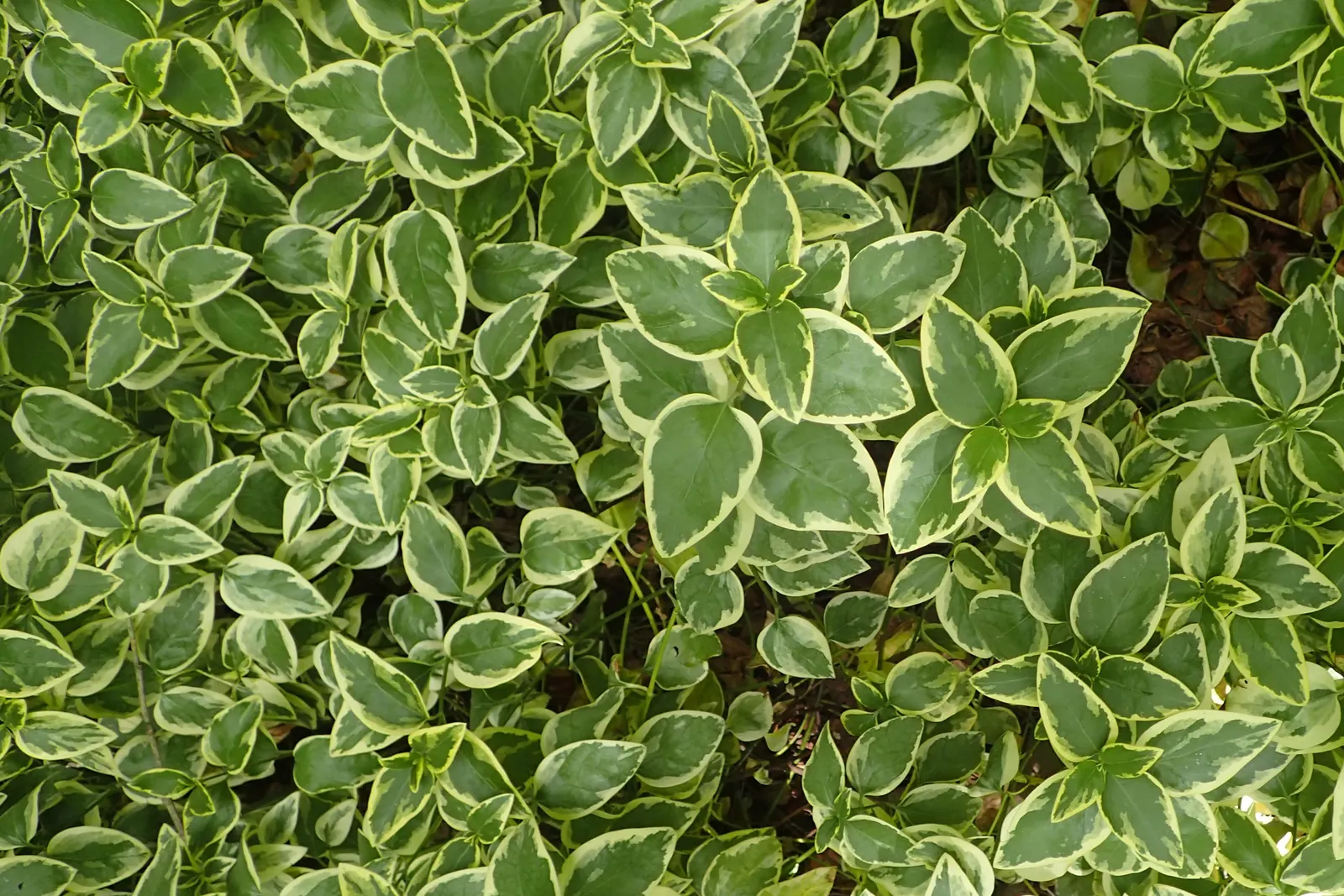 Variegated Periwinkle (Vinca Major 'Variegata') — underscore the plant's practicality for diverse landscape applications