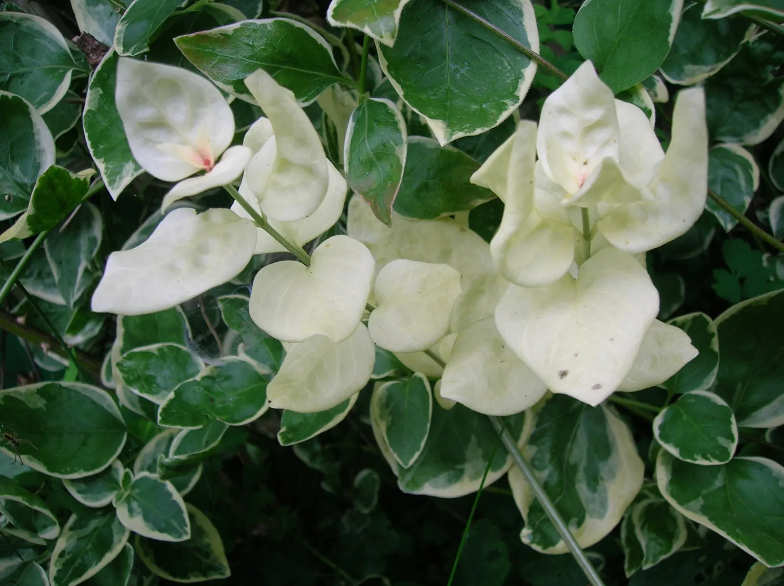 Variegated Periwinkle (Vinca Major 'Variegata') — this periwinkle requires minimal care once established