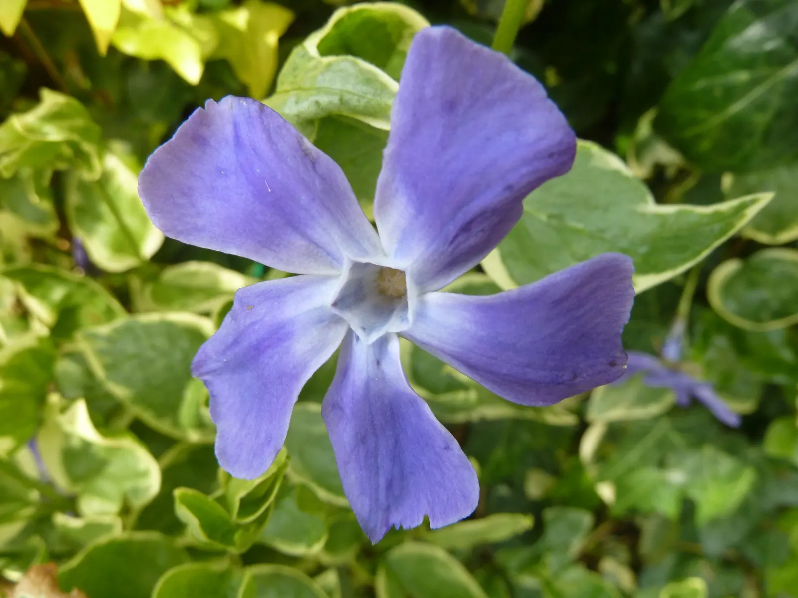 Variegated Periwinkle (Vinca Major 'Variegata') — demonstrating a noteworthy adaptability to various light conditions