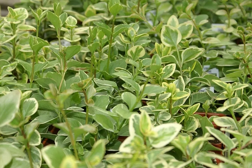 Variegated Periwinkle (Vinca Major 'Variegata') — Its resilience against pests and diseases