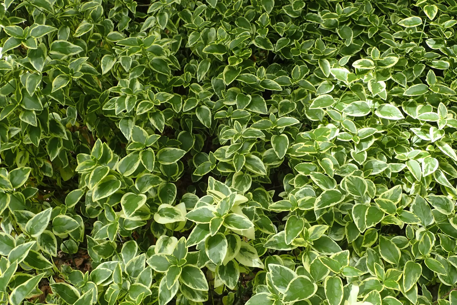 Variegated Periwinkle (Vinca Major 'Variegata') — the Variegated Periwinkle offers enduring foliage interest and a reliable performance across the seasons