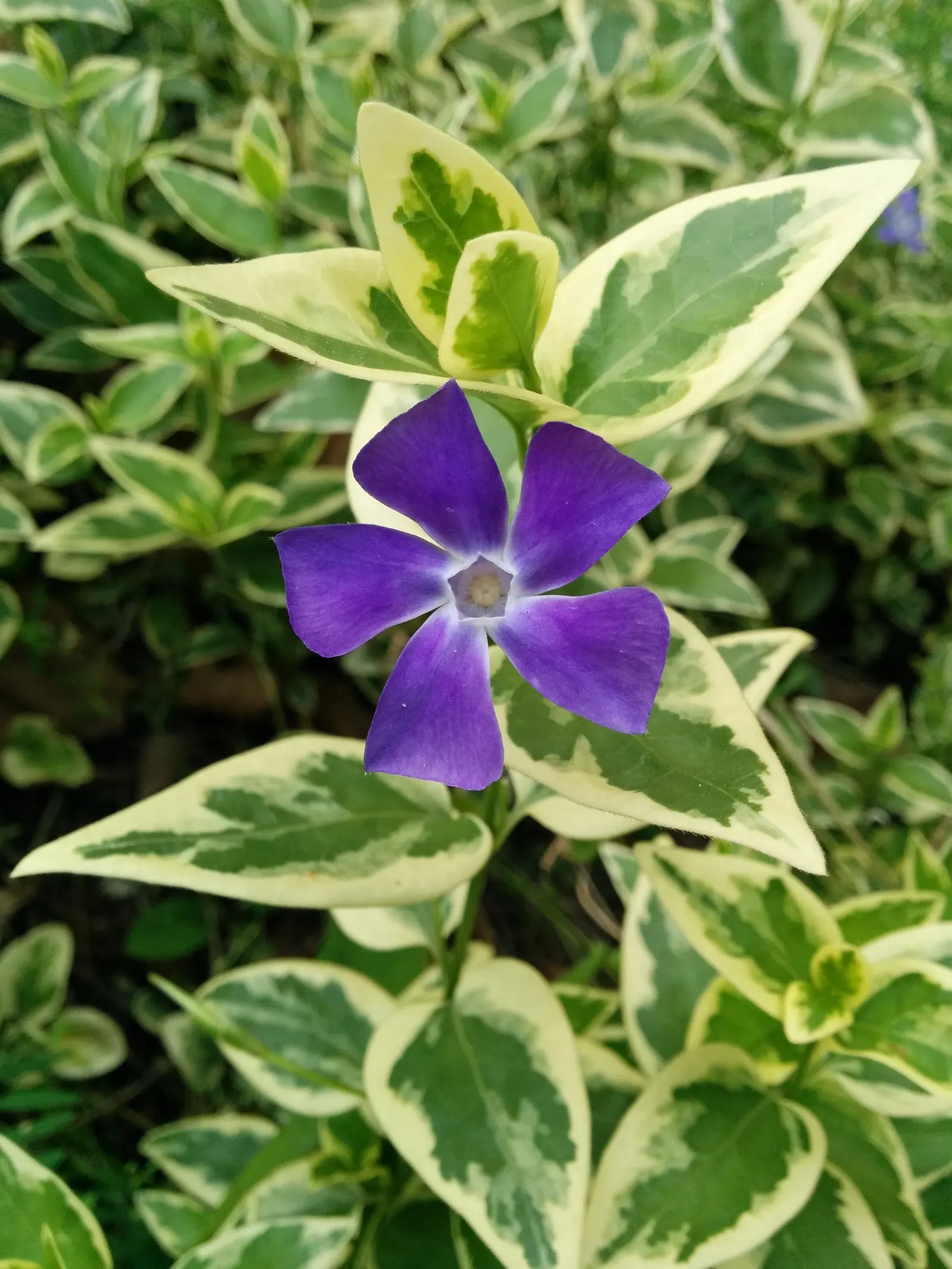 Variegated Periwinkle (Vinca Major 'Variegata') — it achieves its best variegation when planted in partial shade