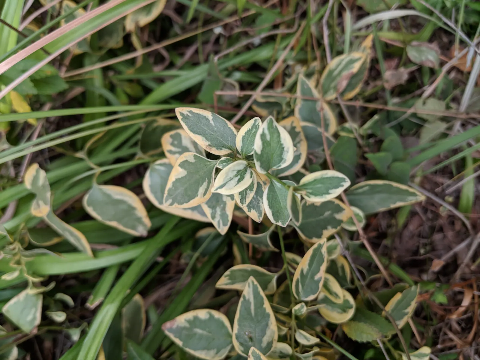 Variegated Periwinkle (Vinca Major 'Variegata') — each leaf measures approximately 1 to 3 inches in length