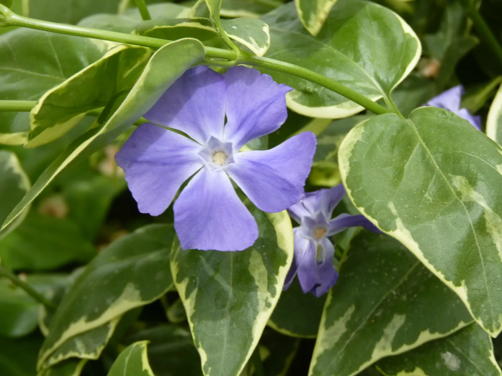 Variegated Periwinkle (Vinca Major 'Variegata') — With a moderate growth rate
