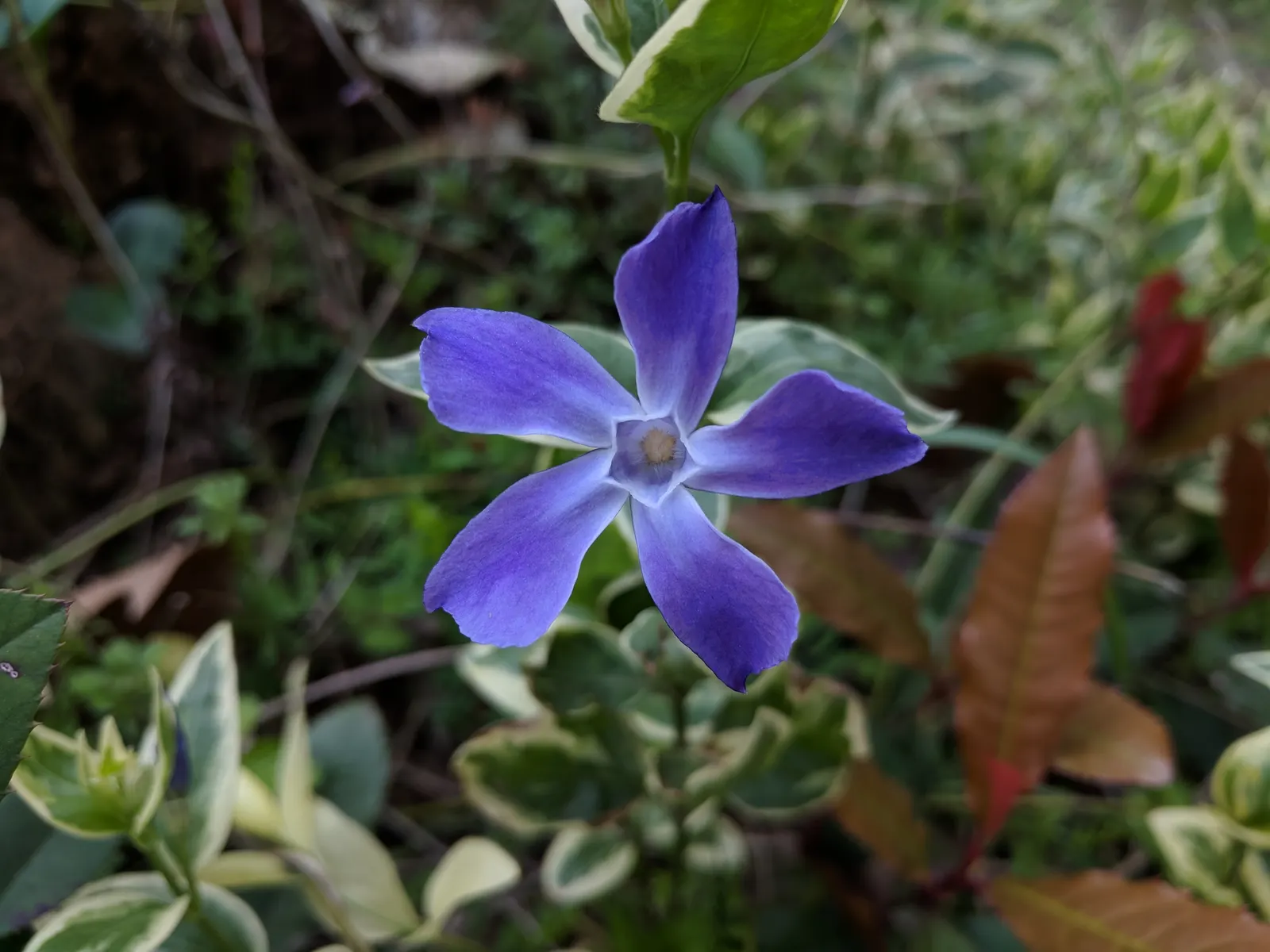Variegated Periwinkle (Vinca Major 'Variegata') — creating a vibrant tapestry of color