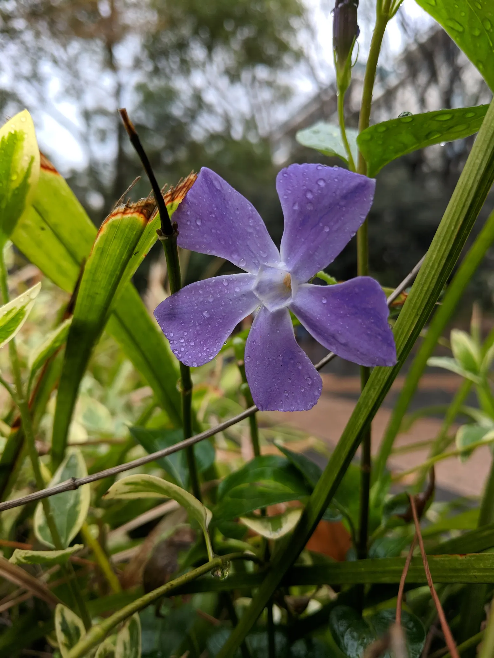 Variegated Periwinkle (Vinca Major 'Variegata') — botanically known as Vinca major 'Variegata'