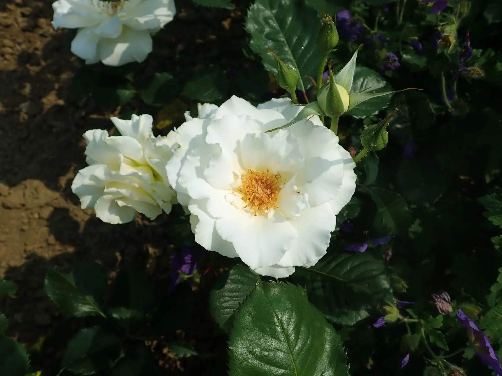 Margaret Merril Rose (Rosa 'Margaret Merril') — Its clusters of pristine, high-centered white blooms emanate a strong, citrus fragrance; unfurling to reveal 26