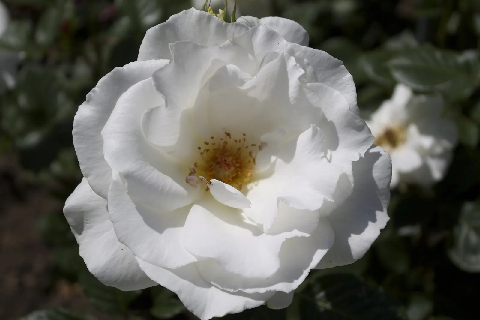 Margaret Merril Rose (Rosa 'Margaret Merril') — this rose delivers a continuous cascade of flowers from late spring to the onset of frost