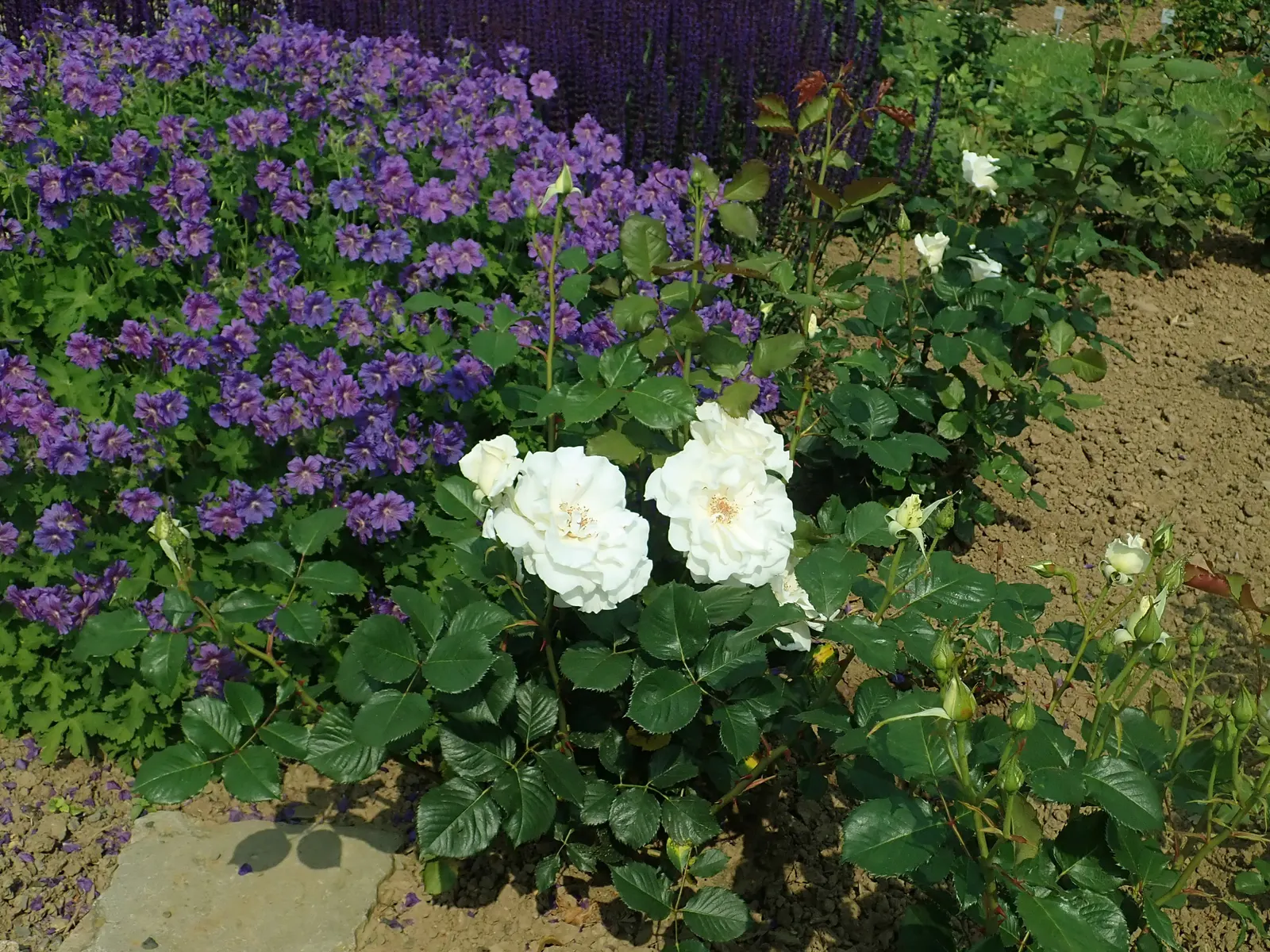 Margaret Merril Rose (Rosa 'Margaret Merril') — An elegant floribunda variety