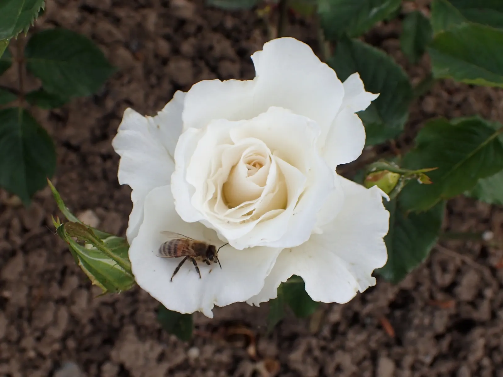 Margaret Merril Rose (Rosa 'Margaret Merril') — The Margaret Merril is also noted for its exceptional resistance to disease