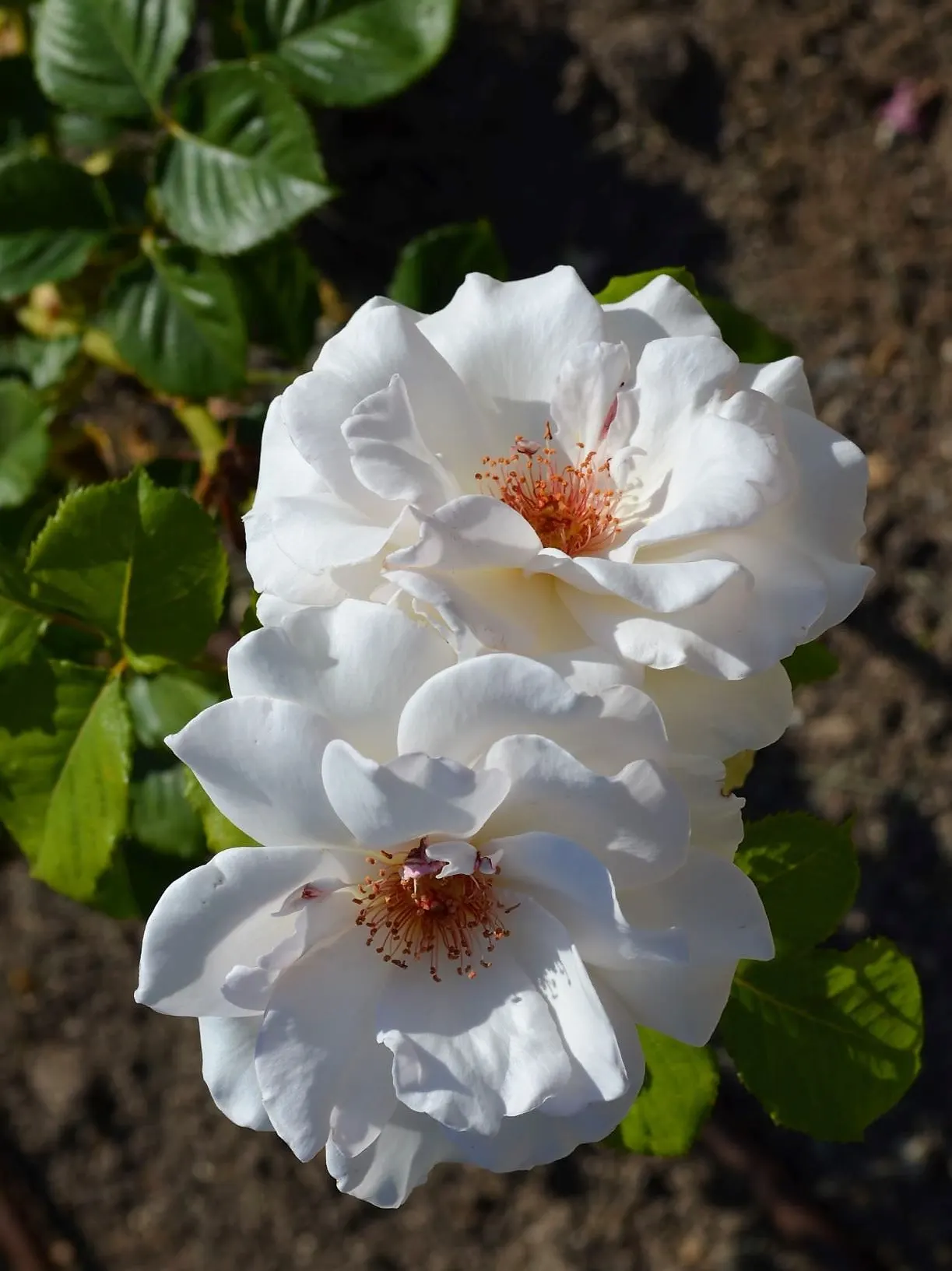 Margaret Merril Rose (Rosa 'Margaret Merril') — consider its need for air circulation to prevent fungal diseases