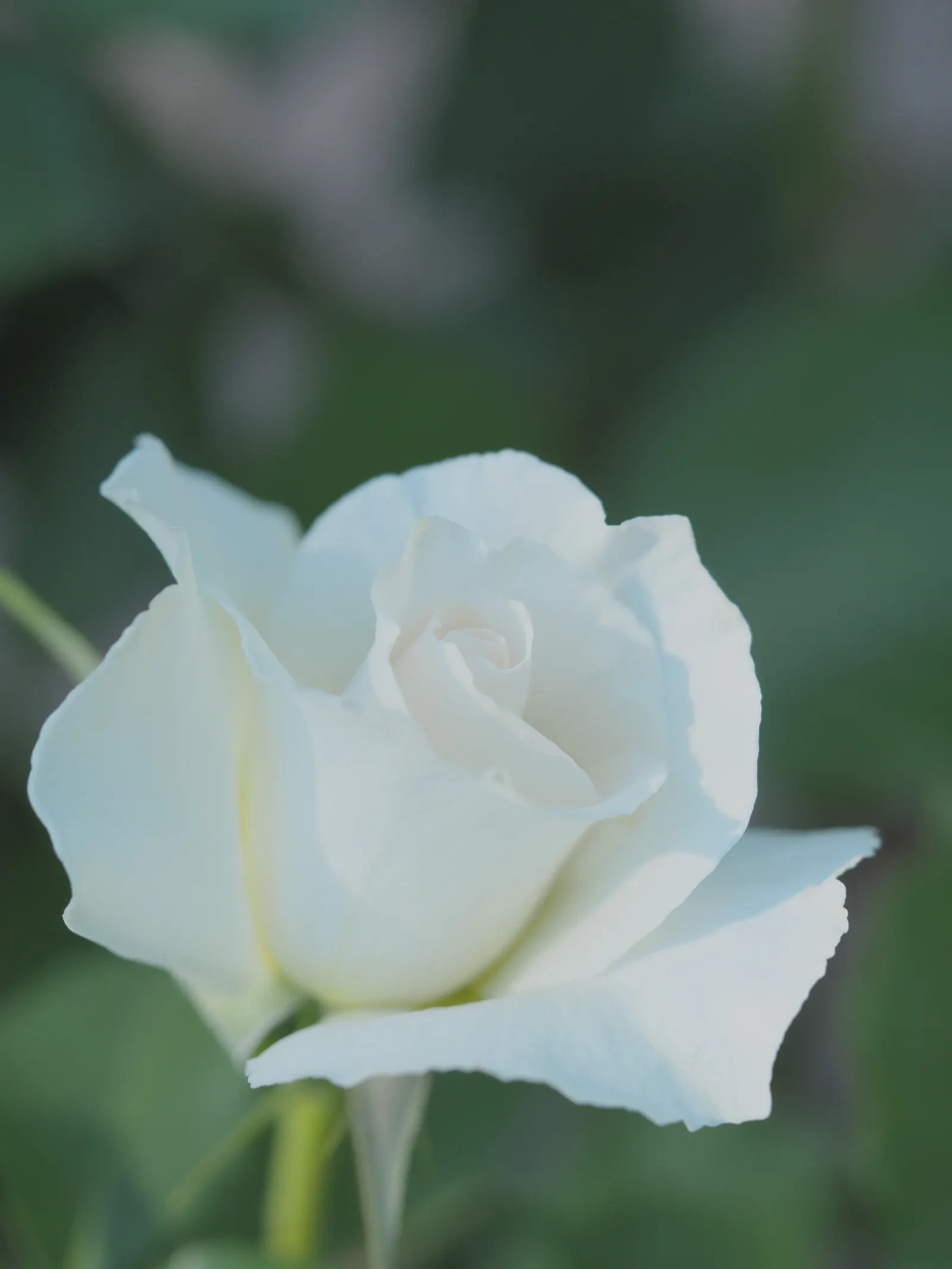 Margaret Merril Rose (Rosa 'Margaret Merril') — dark green foliage that accentuates their brilliance