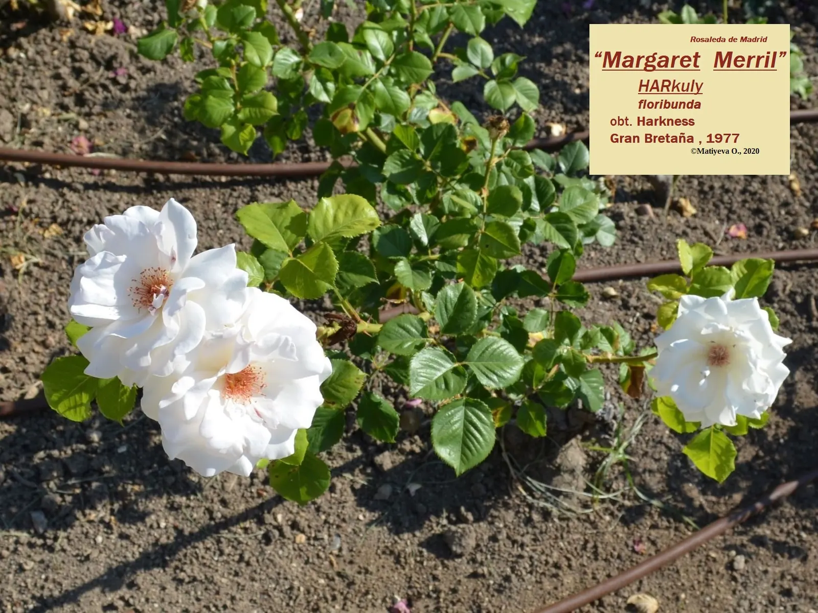 Margaret Merril Rose (Rosa 'Margaret Merril') — The flowers are generally 3 to 4 inches in diameter and are set against a backdrop of glossy