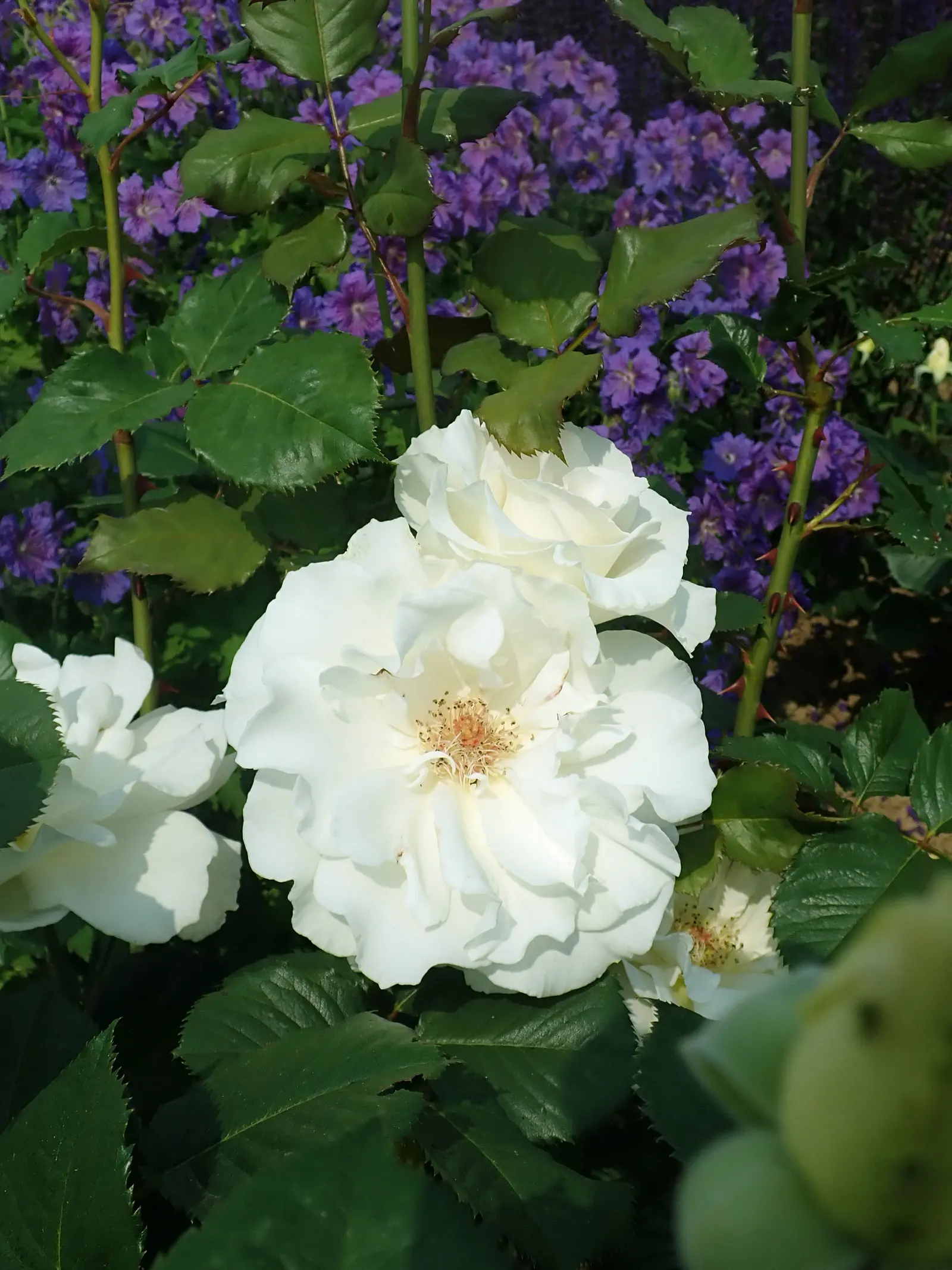 Margaret Merril Rose (Rosa 'Margaret Merril') — Its clusters of pristine, high-centered white blooms emanate a strong, citrus fragrance