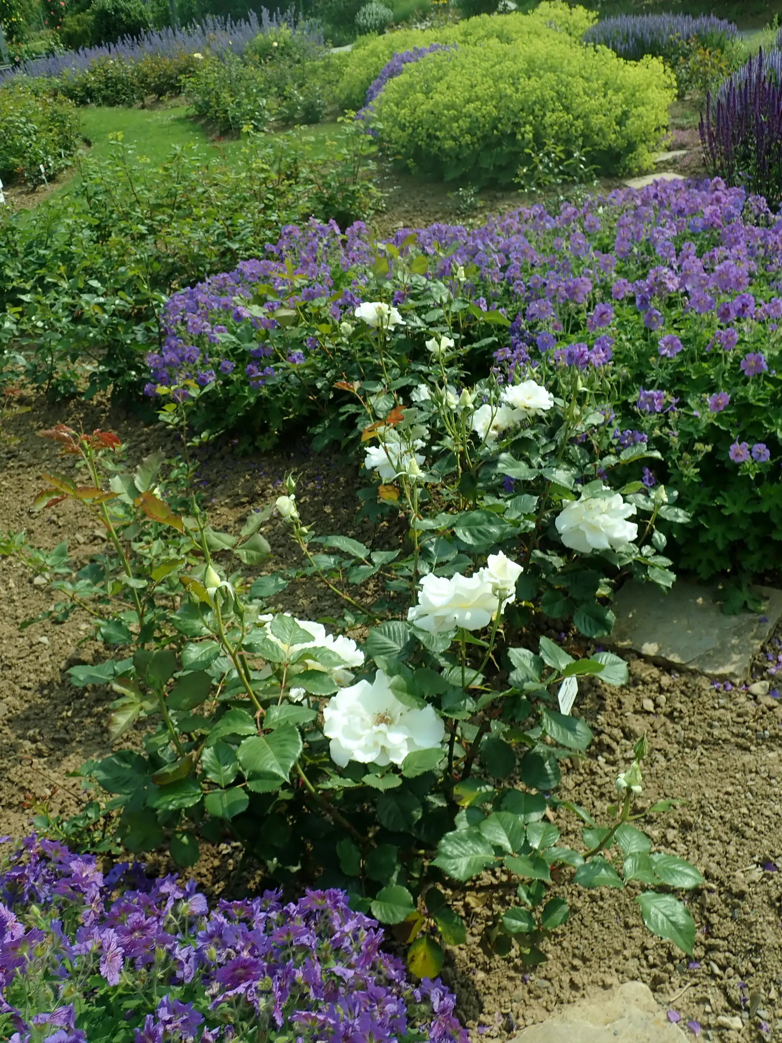Margaret Merril Rose (Rosa 'Margaret Merril') — dark green foliage showcases excellent disease resistance