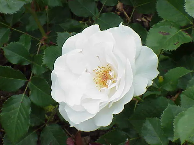 Margaret Merril Rose (Rosa 'Margaret Merril') — often with subtle hints of blush pink at their base