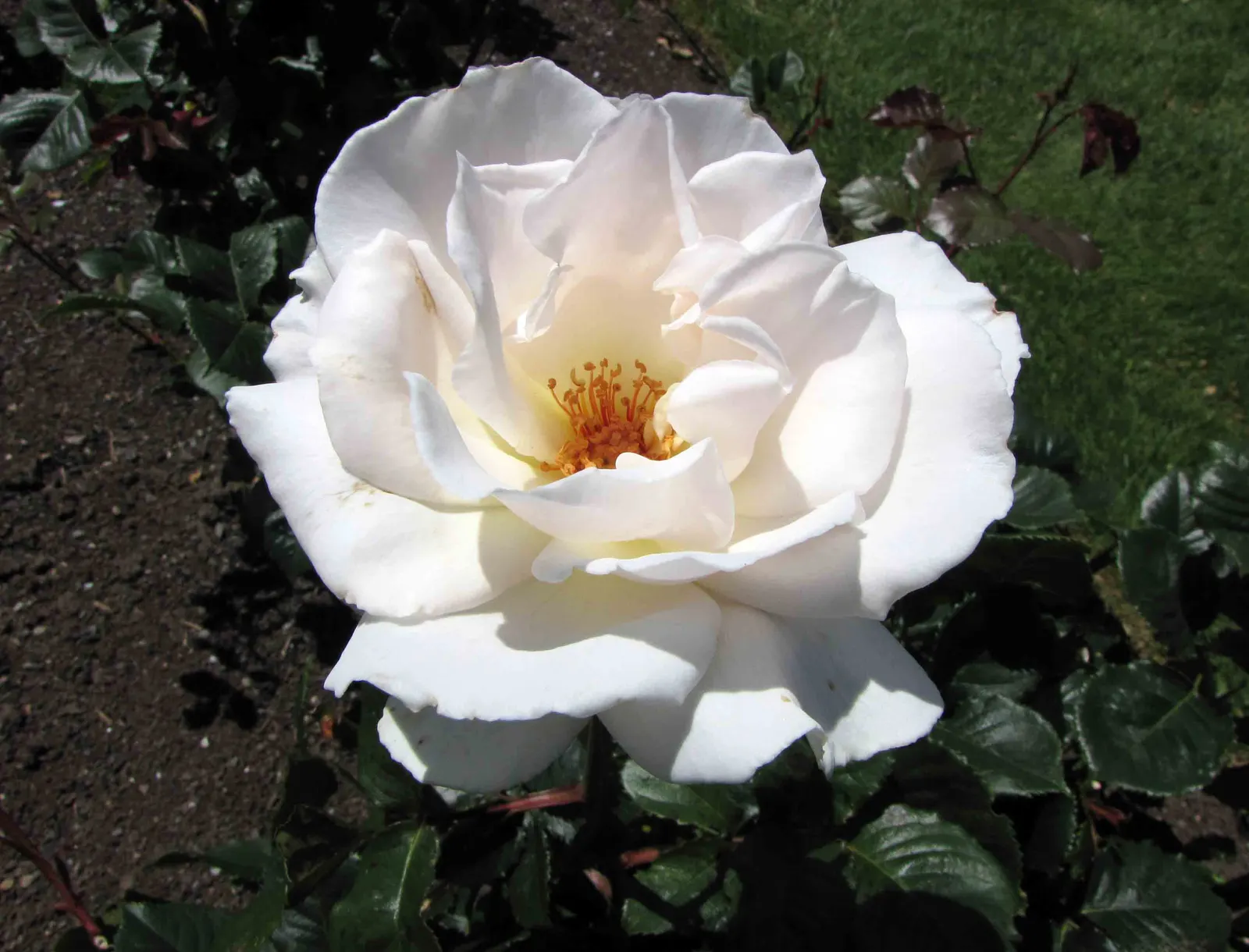 Margaret Merril Rose (Rosa 'Margaret Merril') — pink and white flowers in the garden