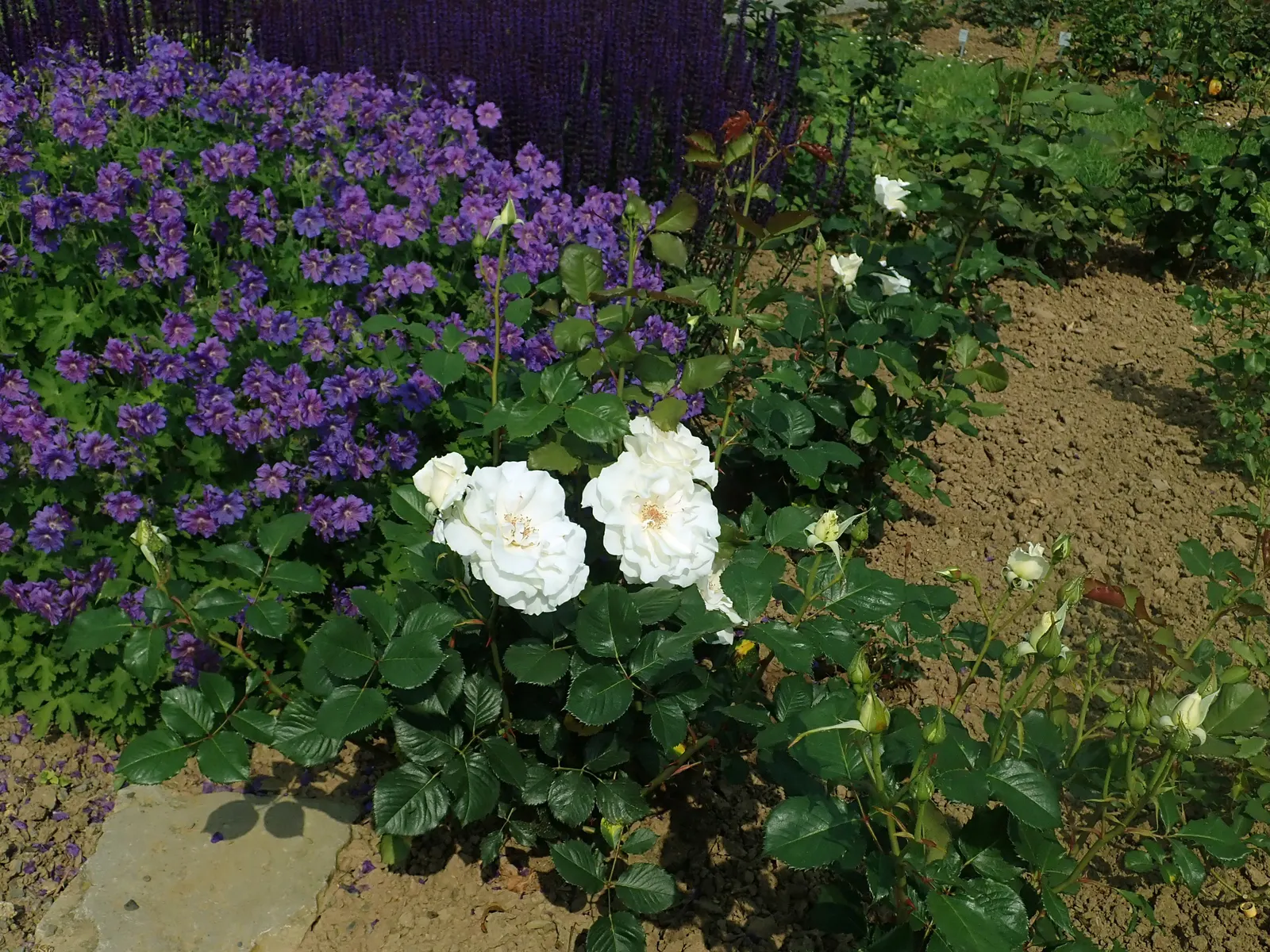 Margaret Merril Rose (Rosa 'Margaret Merril') — The Margaret Merril Rose can reach a mature height of 2.5 to 3 feet and a spread of about 2 feet