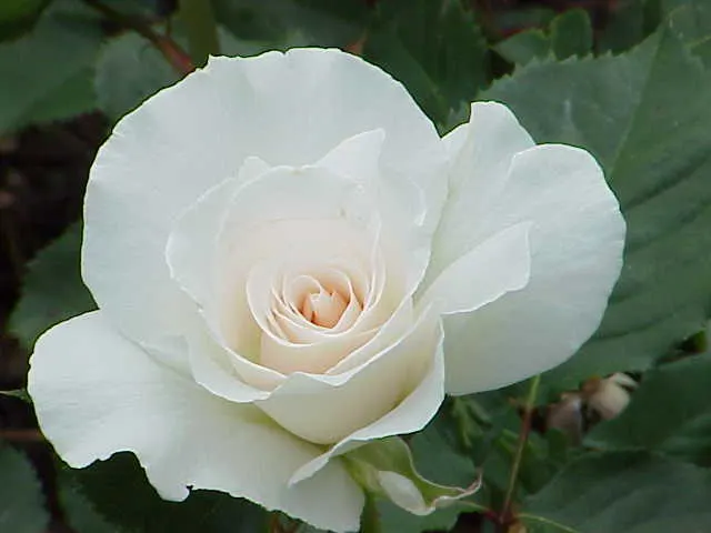 Margaret Merril Rose (Rosa 'Margaret Merril') — shrub for full