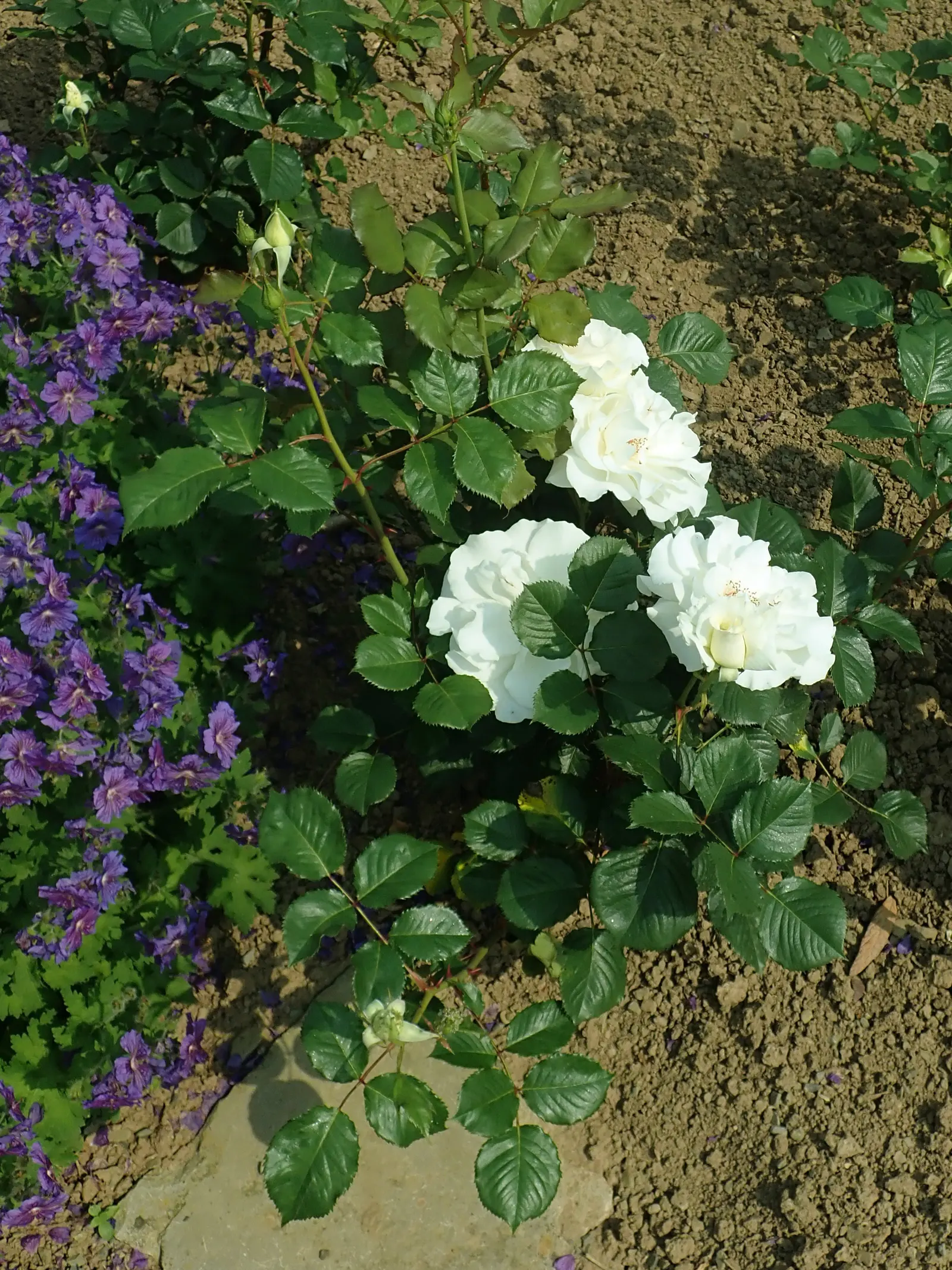 Margaret Merril Rose (Rosa 'Margaret Merril') — making it a low-maintenance choice for borders or as an aromatic specimen in sunny beds