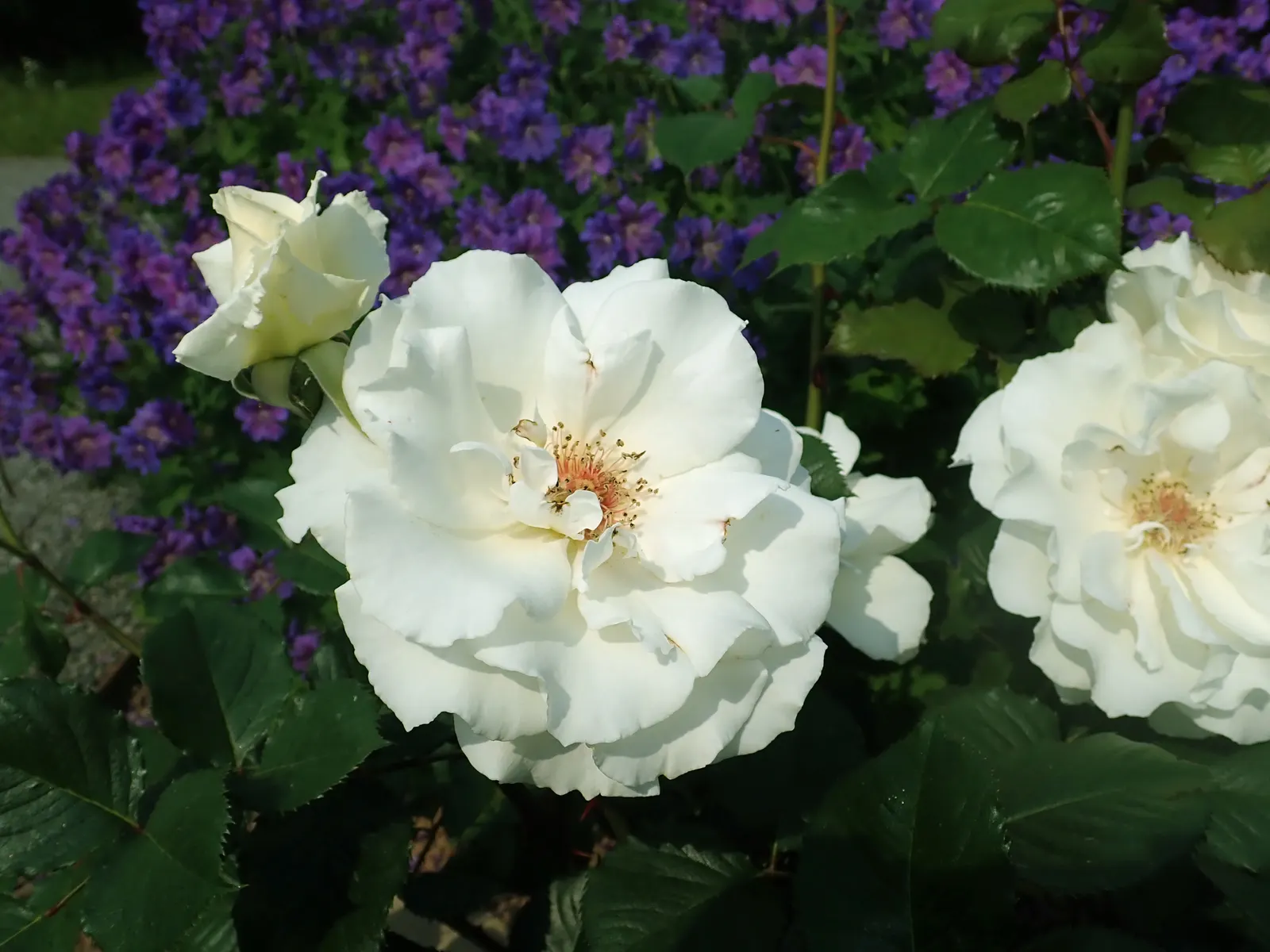 Margaret Merril Rose (Rosa 'Margaret Merril') — When incorporating this rose into your design