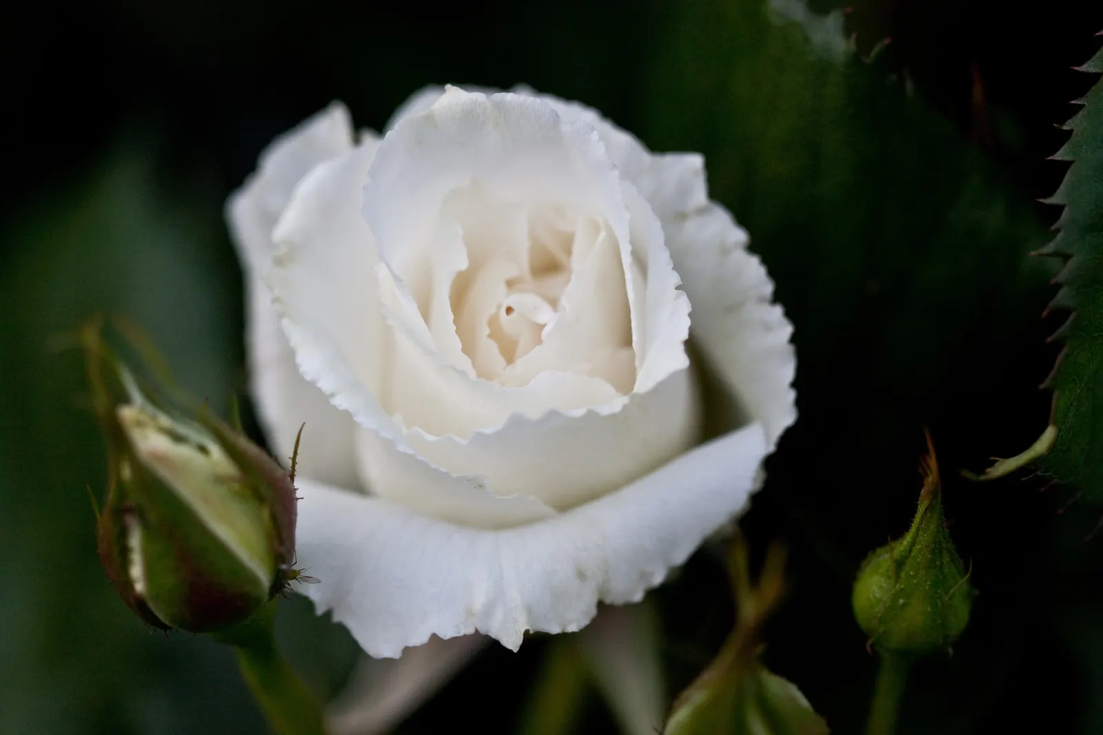 Margaret Merril Rose (Rosa 'Margaret Merril') — making it an ideal choice for borders