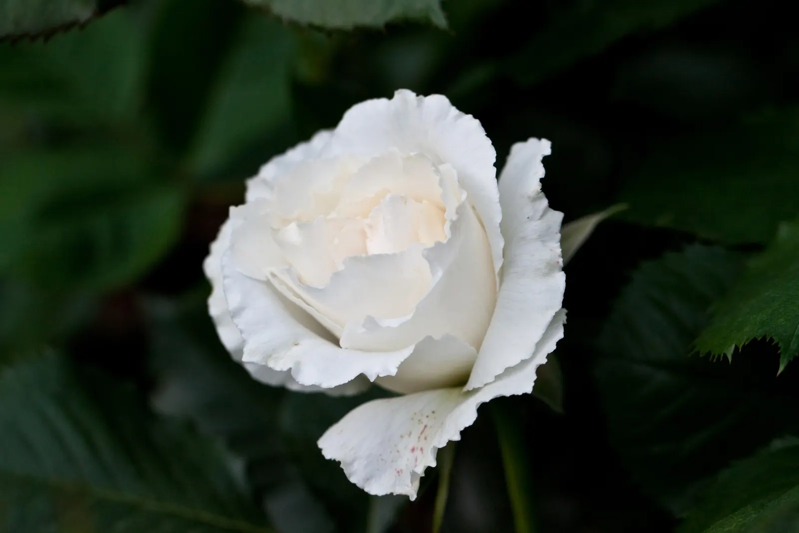 Margaret Merril Rose (Rosa 'Margaret Merril') — The Rosa 'Margaret Merril' is a celebrated floribunda rose with a refined form; dark green foliage showcases