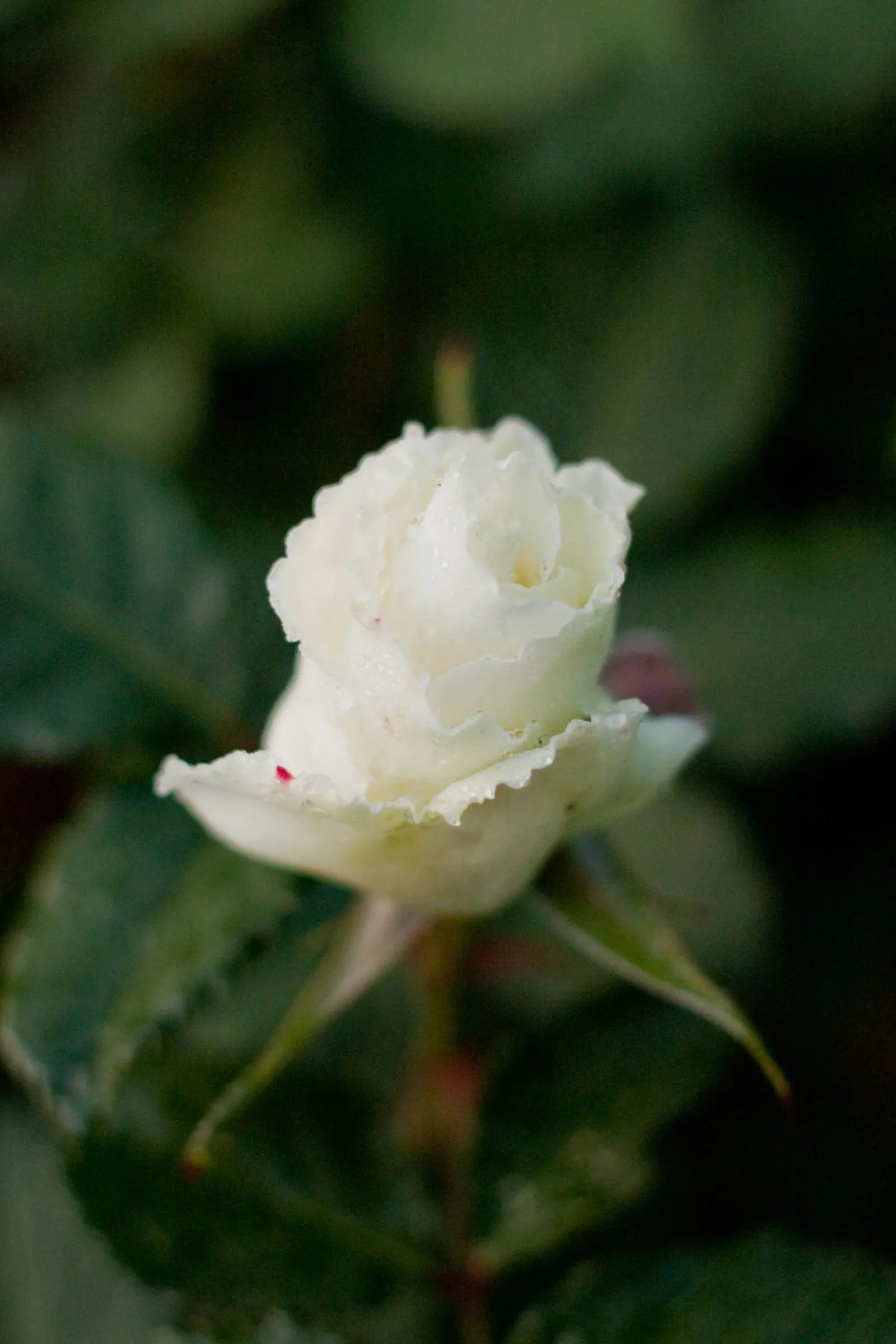 Margaret Merril Rose (Rosa 'Margaret Merril') — classified botanically as Rosa 'Margaret Merril'