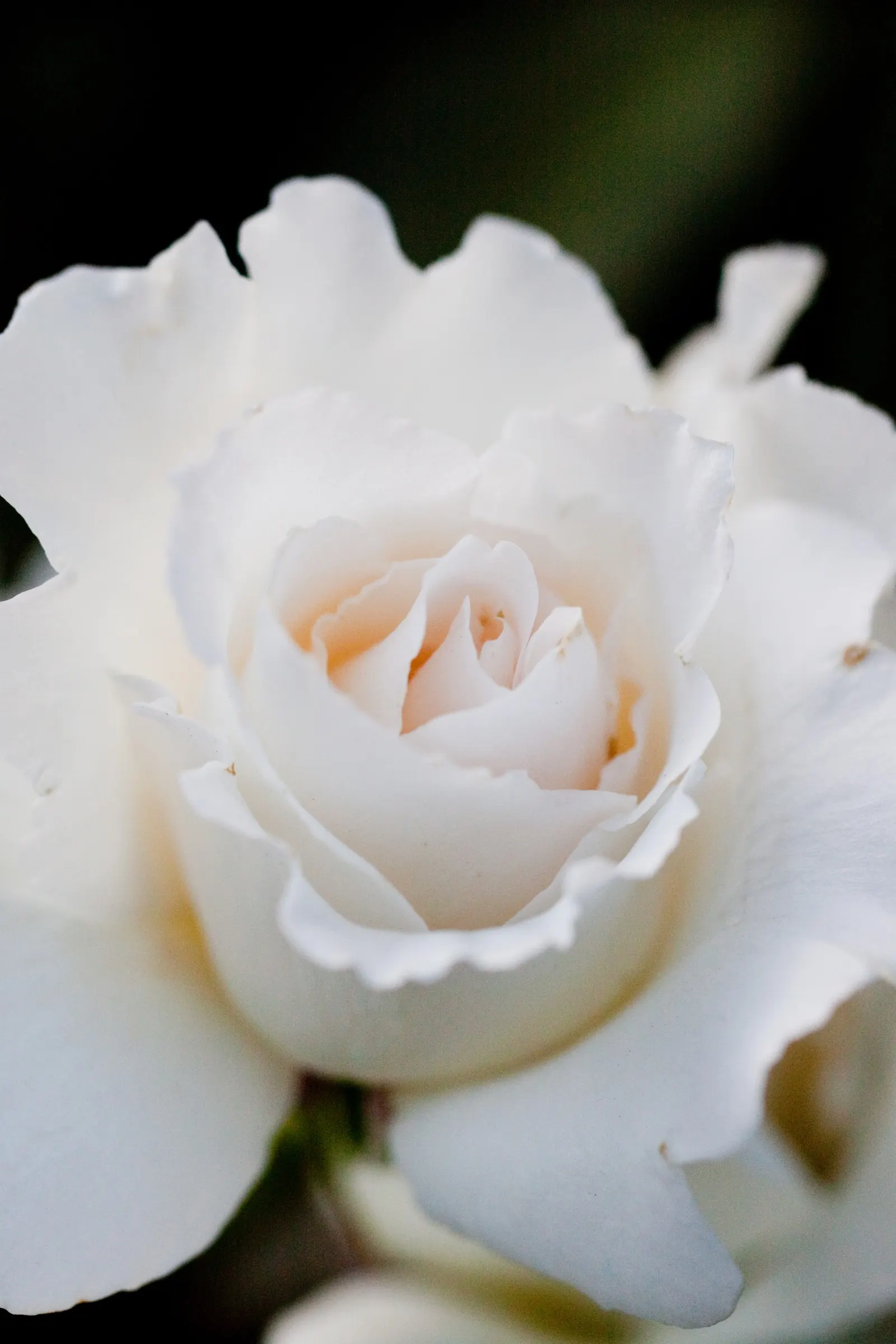 Margaret Merril Rose (Rosa 'Margaret Merril') — making it a reliable and low-maintenance option for your client's garden