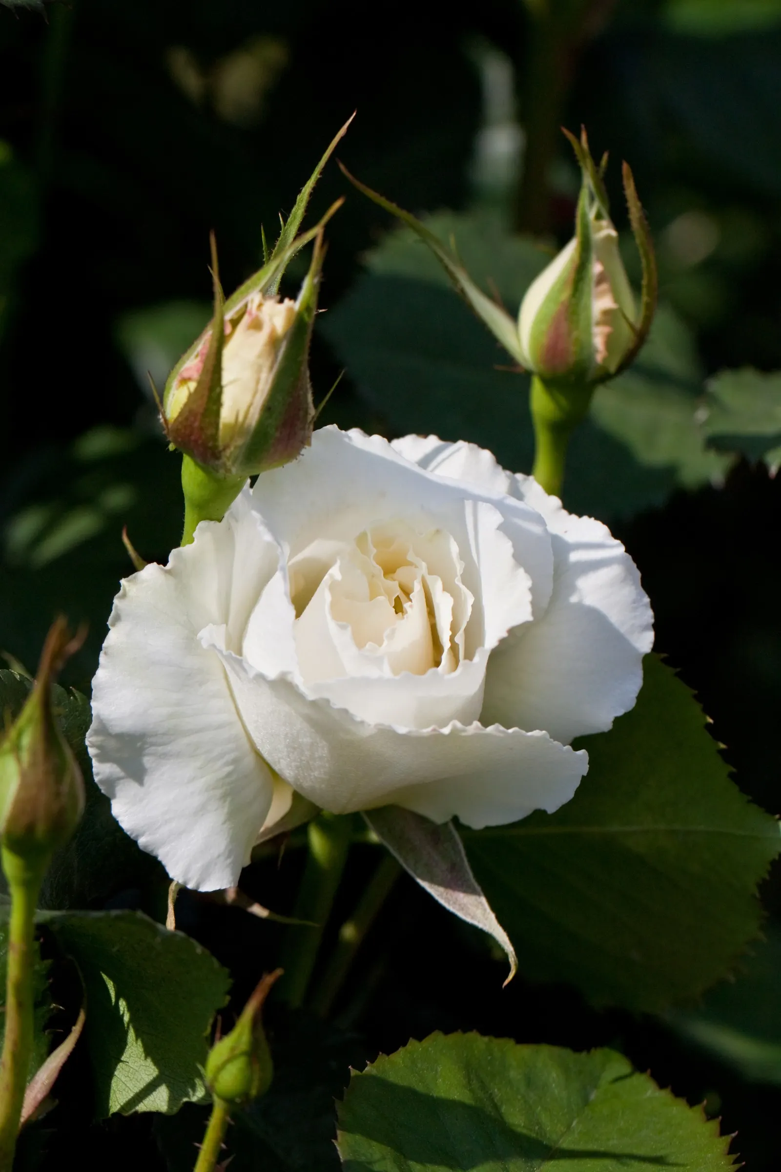 Margaret Merril Rose (Rosa 'Margaret Merril') — The Rosa 'Margaret Merril' is a celebrated floribunda rose with a refined form
