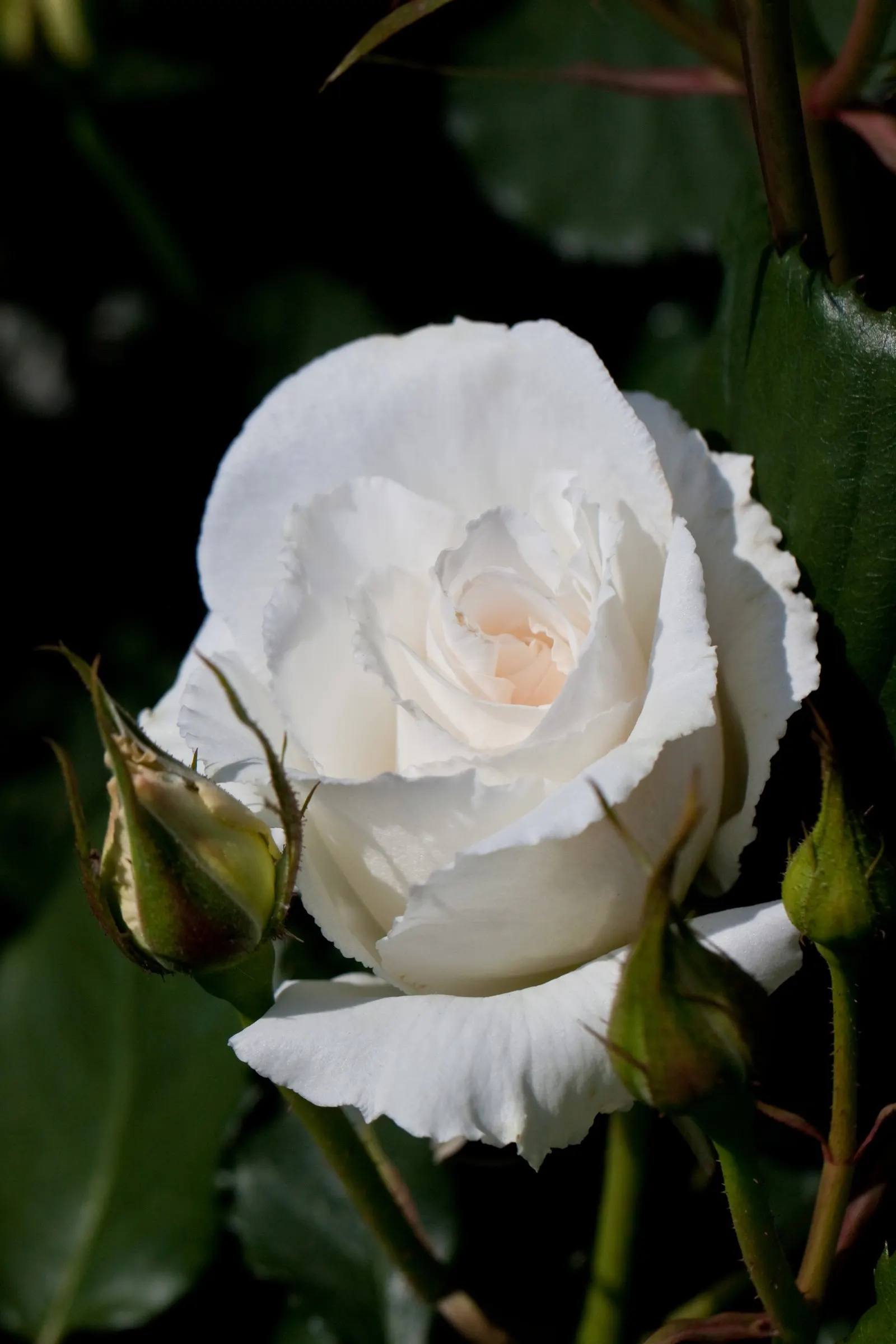 Margaret Merril Rose (Rosa 'Margaret Merril') — Blooming from late spring to fall, this rose reaches 3 to 4 feet in height and 2 to 3 feet in width