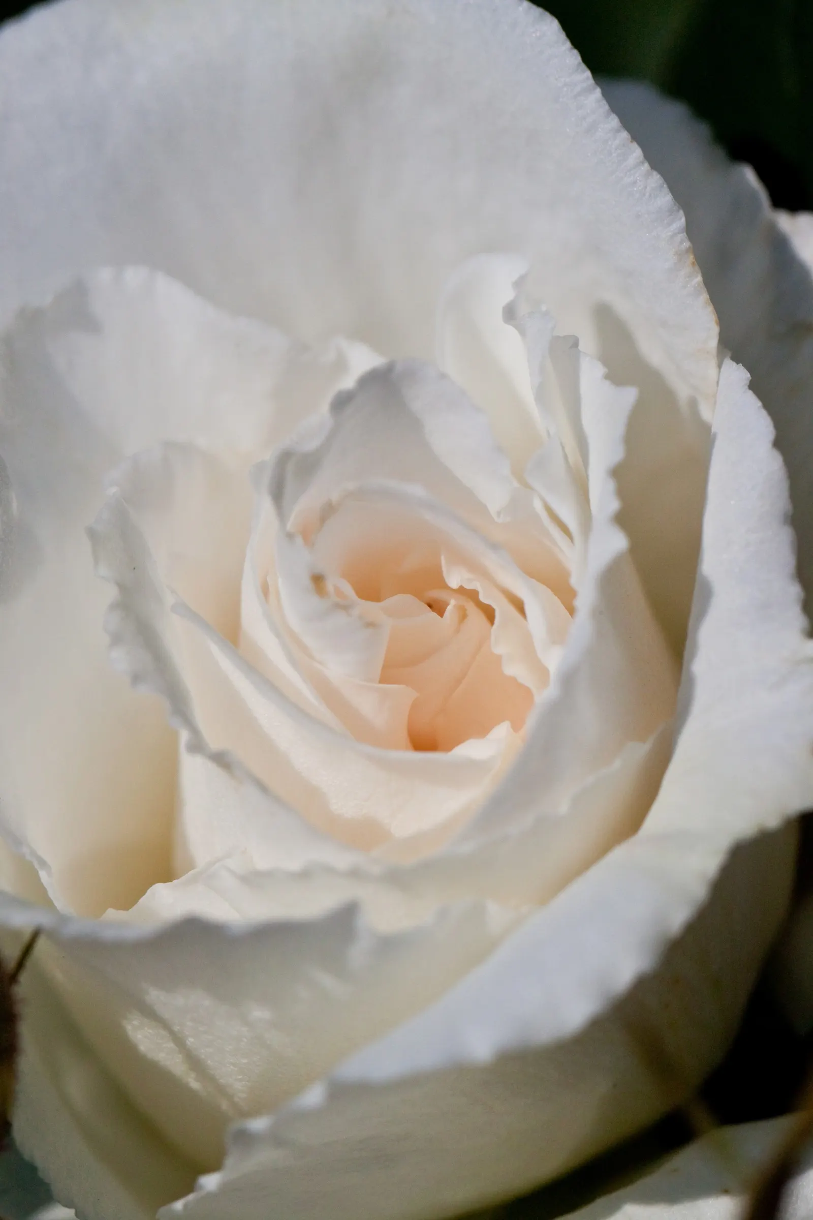 Margaret Merril Rose (Rosa 'Margaret Merril') — It requires full sun exposure to flourish, necessitating at least 6 hours of direct sunlight per day