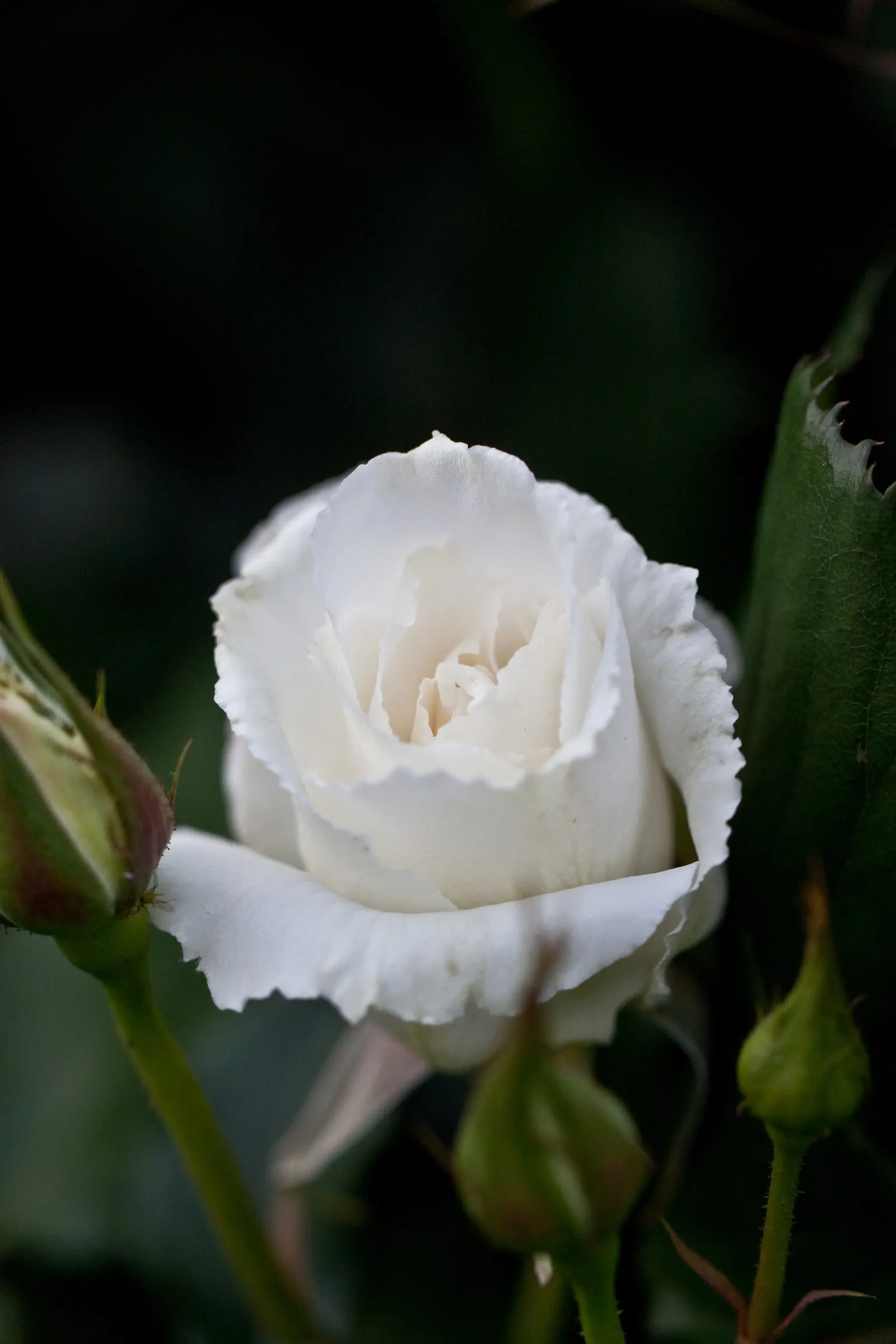 Margaret Merril Rose (Rosa 'Margaret Merril') — shrub with pink and white blooms
