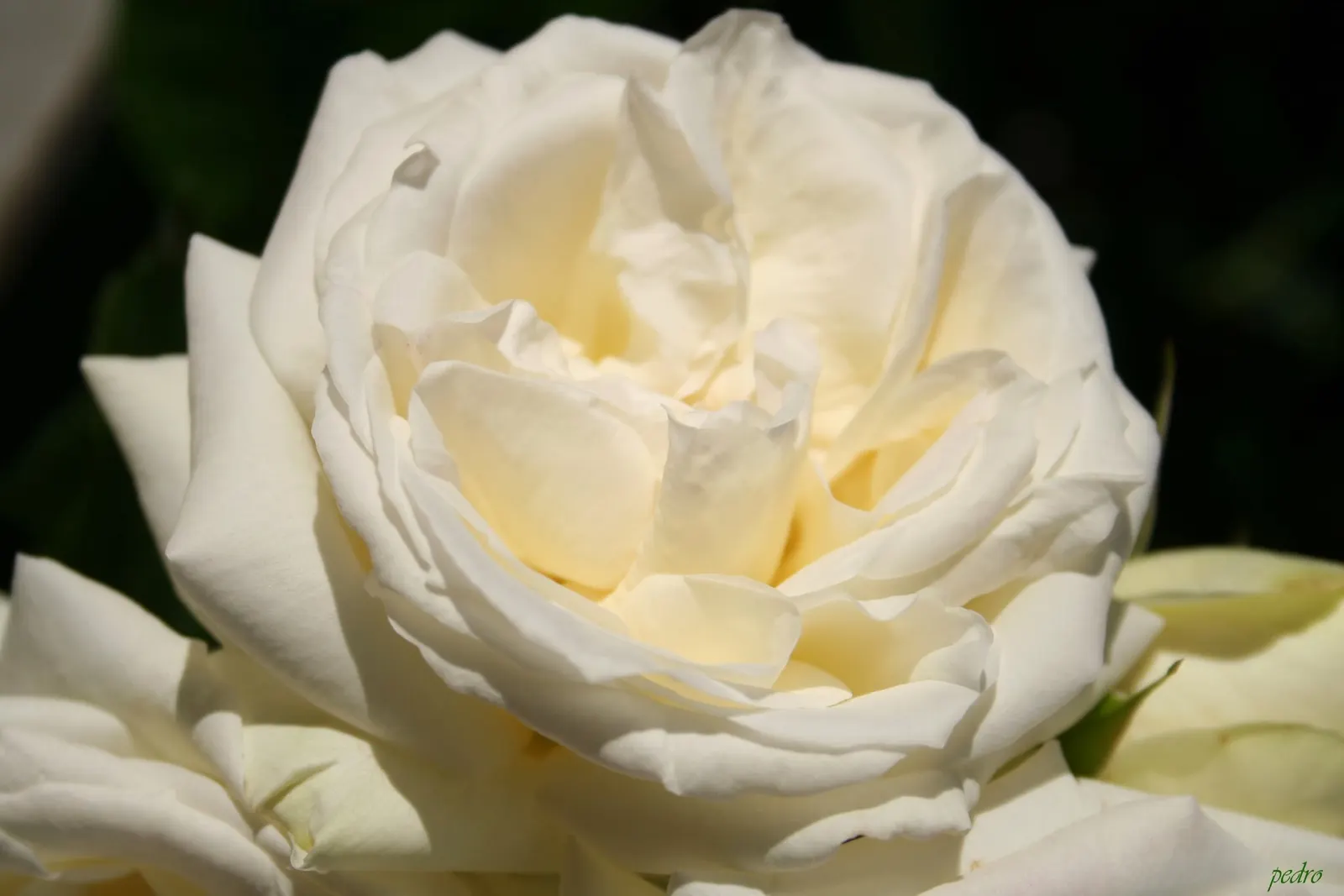 Margaret Merril Rose (Rosa 'Margaret Merril') — ensuring a prolonged display of beauty within your landscape design.<br><br>Each blossom features a classic