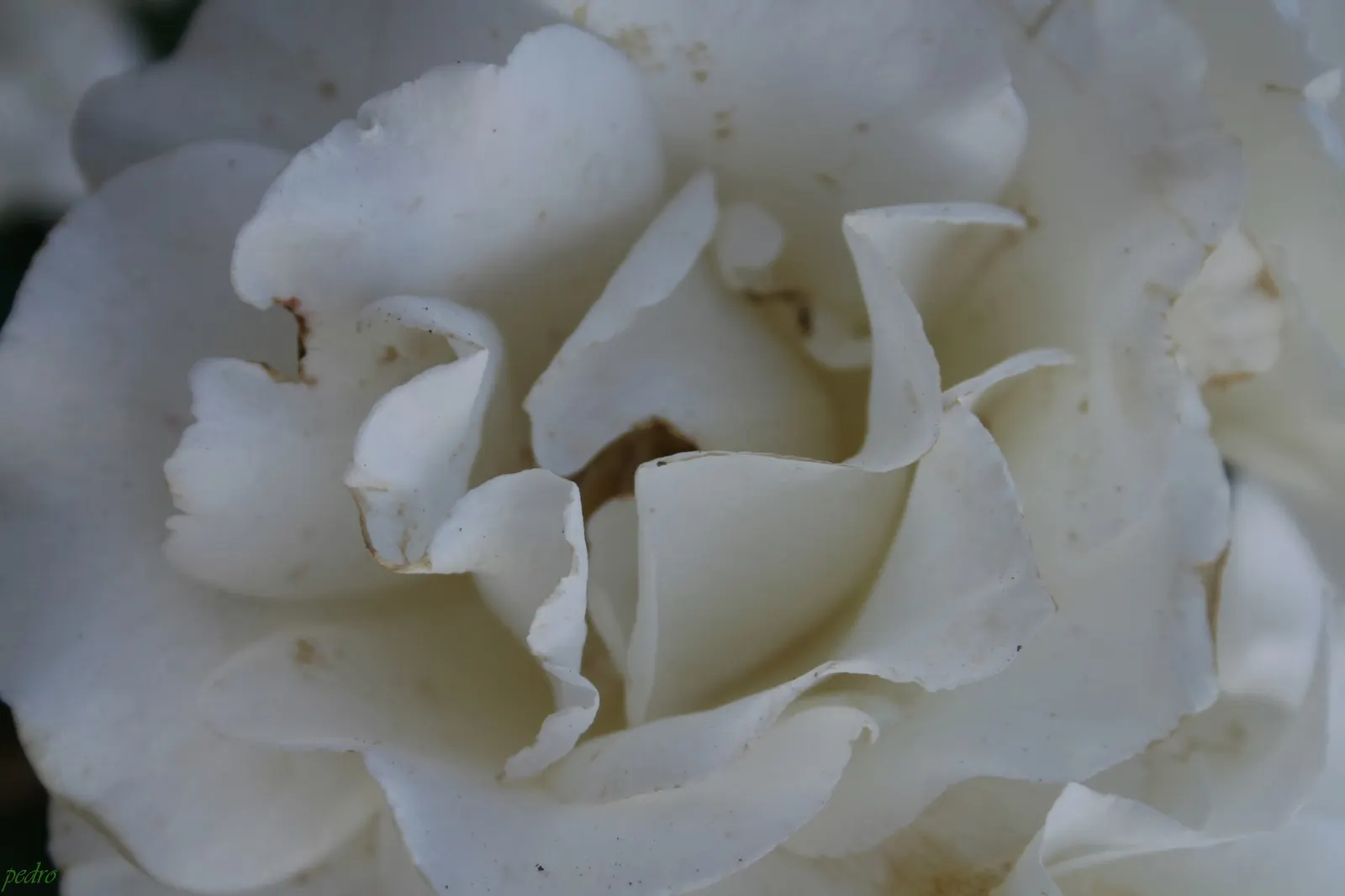 Margaret Merril Rose (Rosa 'Margaret Merril') — unfurling to reveal 26 to 40 pristine white petals