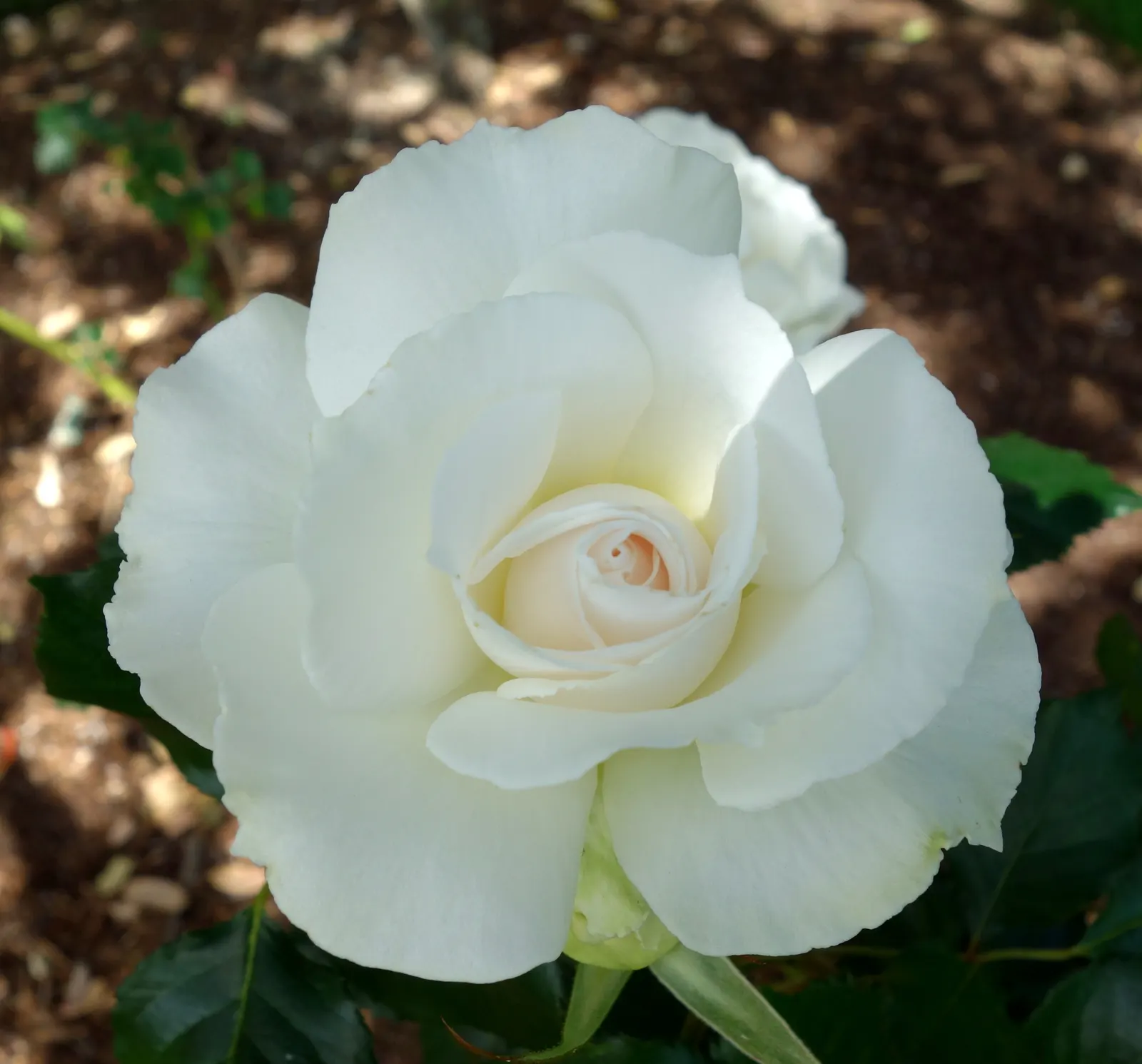 Margaret Merril Rose (Rosa 'Margaret Merril') — Regular deadheading will encourage reblooming and maintain a tidy appearance