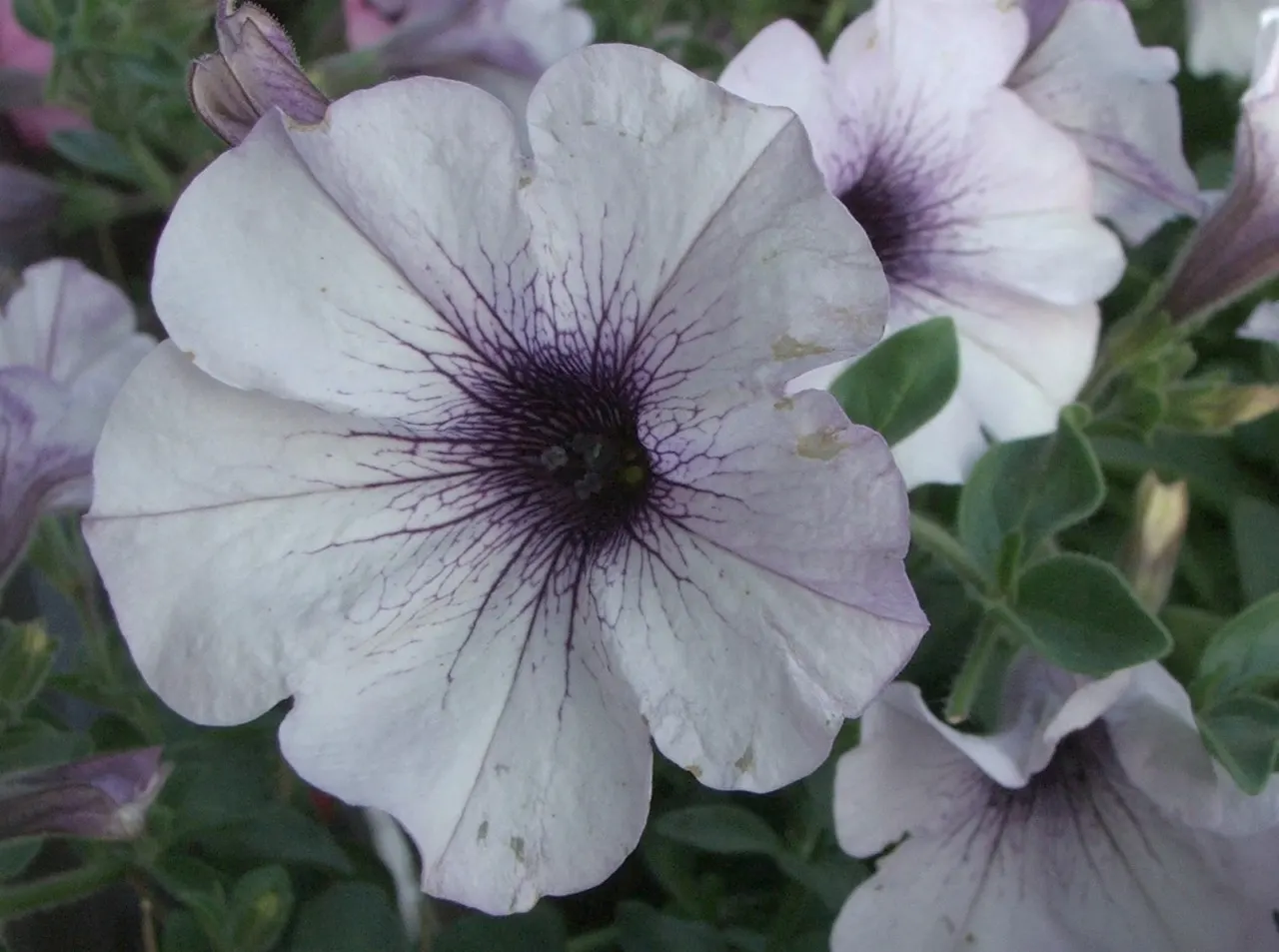 White Trailina Petunia (Petunia Surfinias 'White') — The White Surfinia Petunia
