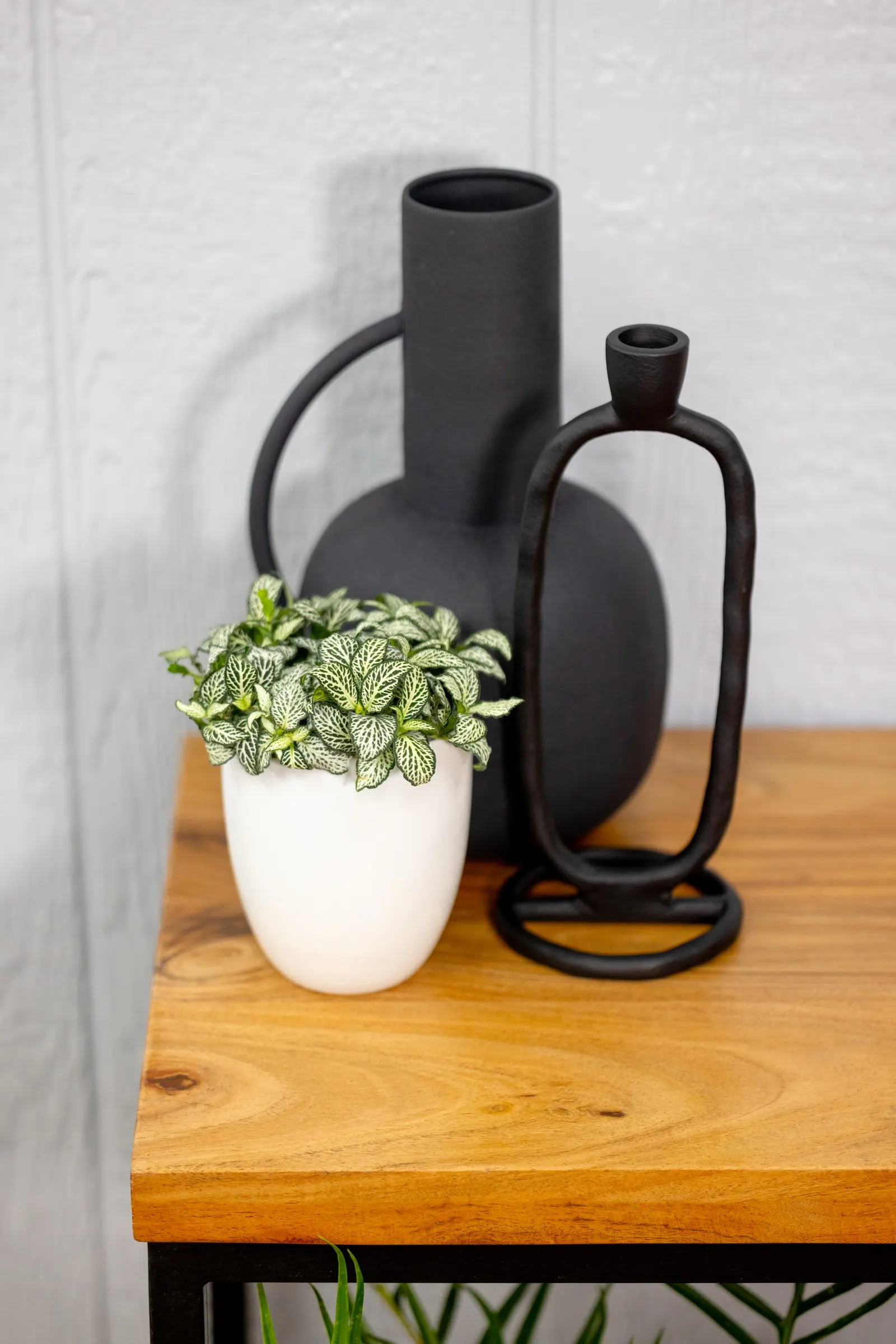 All The Time™ Nerve Plant (Fittonia albivenis) — spreading houseplant with small green leaves traced in crisp white