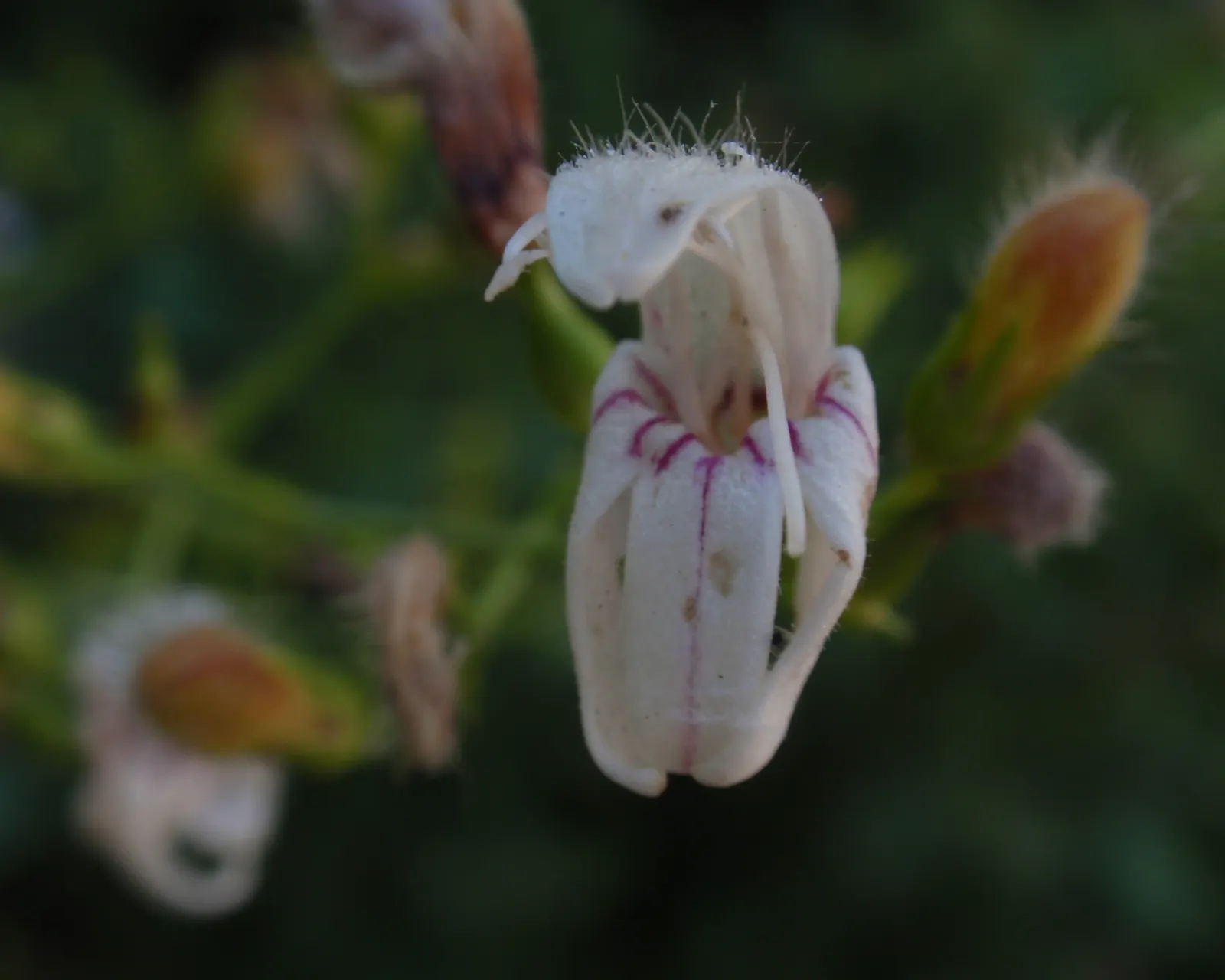 Bush Beardtongue (Keckiella Brevifolia) — is a shrubby perennial native to California's rocky slopes