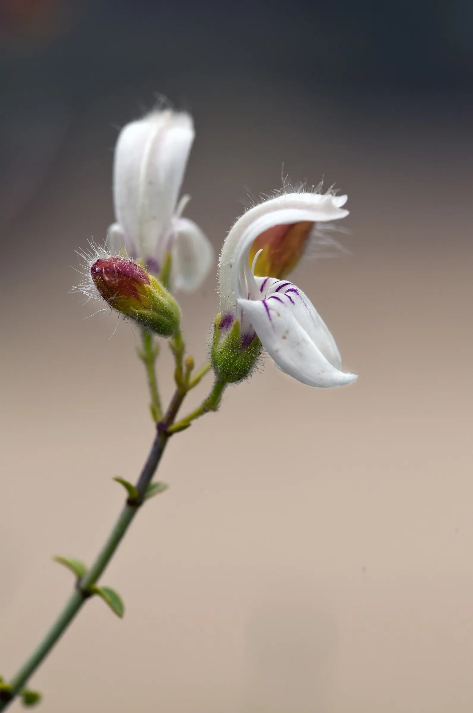 Bush Beardtongue (Keckiella Brevifolia) — commonly known as Bush Beardtongue