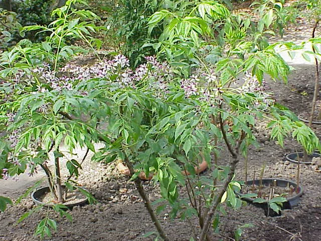 Chinaberry (Melia Azedarach) — Moreover, it's best placed where its fruit will not pose a hazard to children or pets