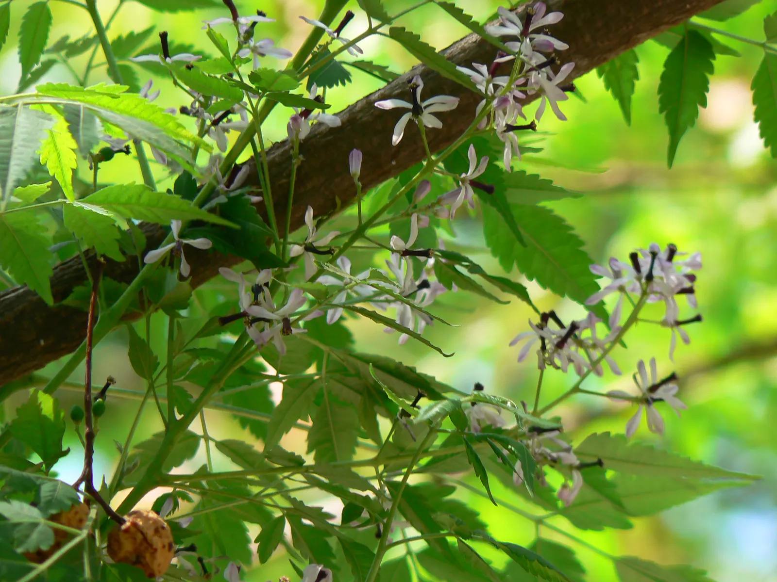 Chinaberry (Melia Azedarach) — Delicate, lace-like foliage offers dappled shade, ideal for enhancing urban landscapes and gardens; the Chinaberry, image 77