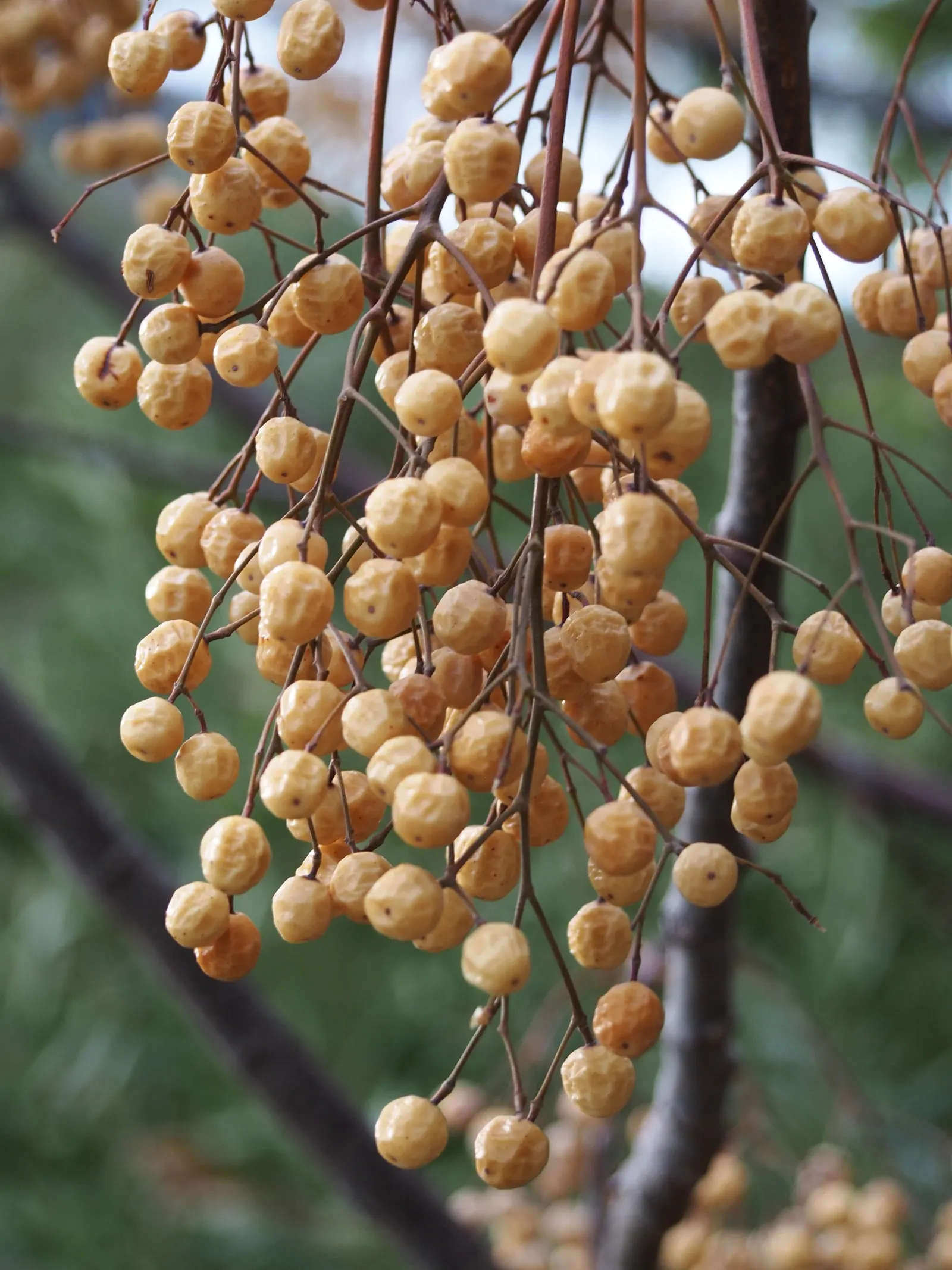 Chinaberry (Melia Azedarach) — Regular pruning may be necessary to maintain a desired form and manage its somewhat brittle branches; tree for full, image 69