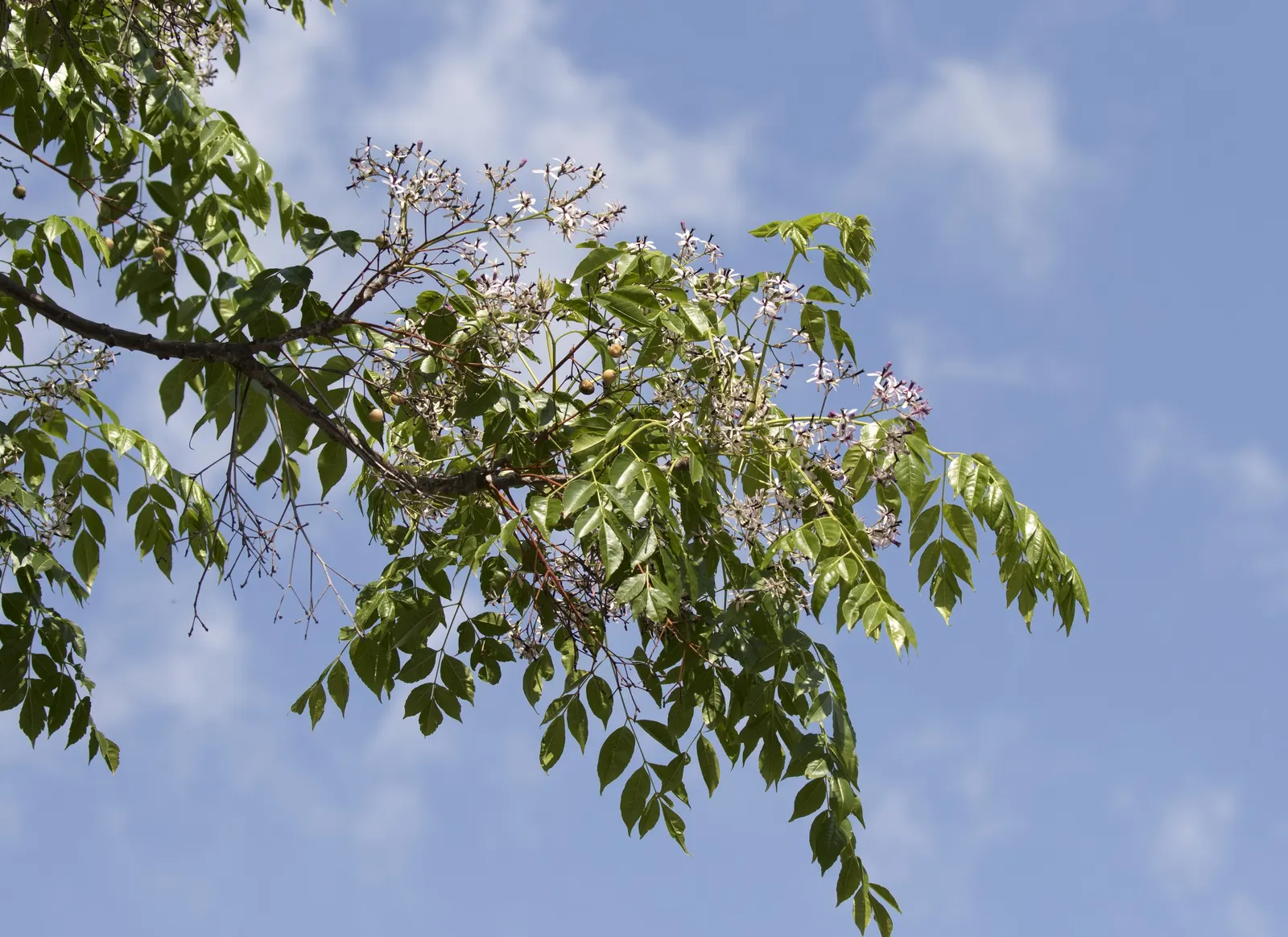 Chinaberry (Melia Azedarach) — tree for full or half