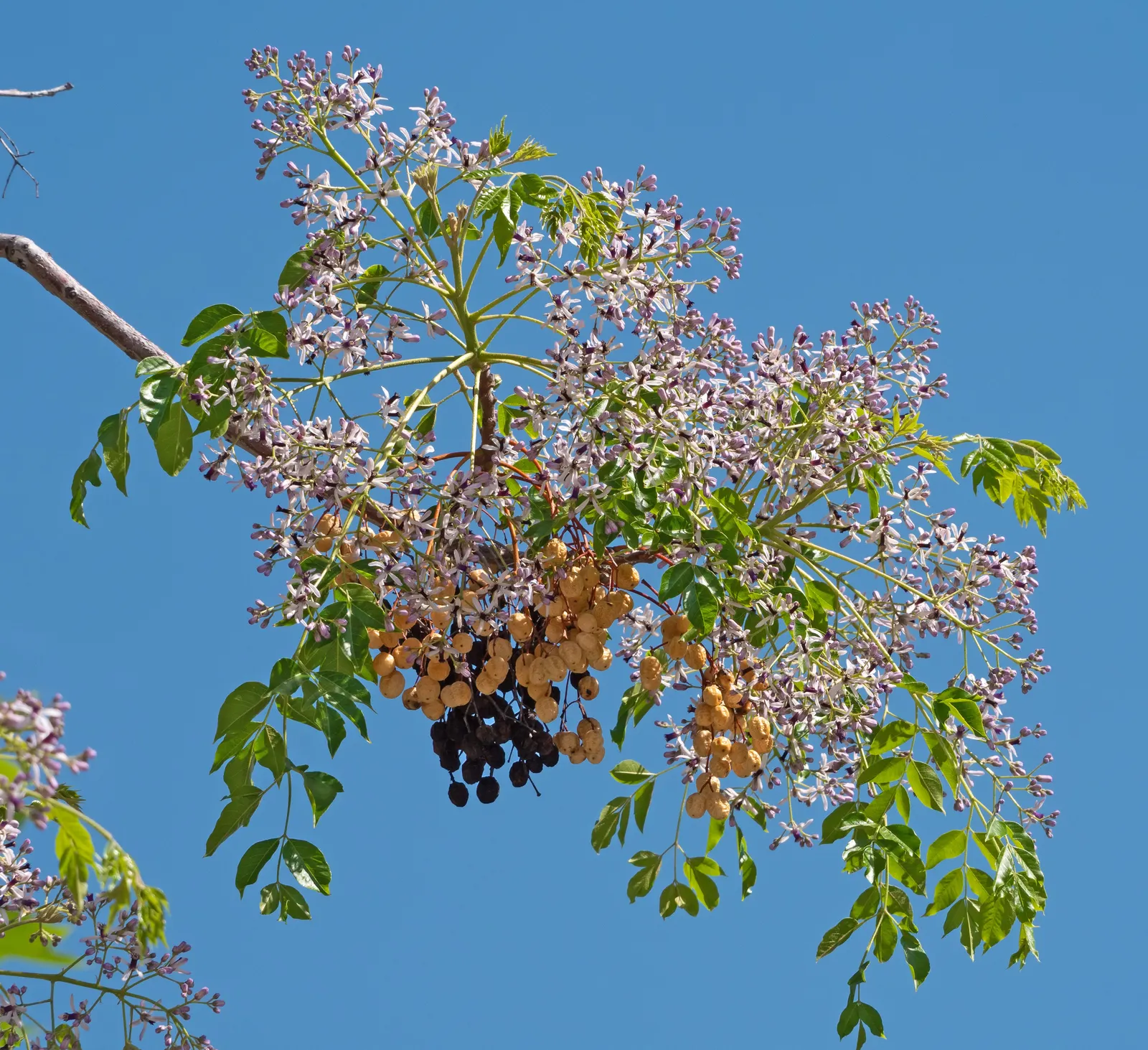 Chinaberry (Melia Azedarach) — is a deciduous tree that reaches 30-50 feet in height with a spread of about 20-30 feet; caution: parts are toxic if ingested