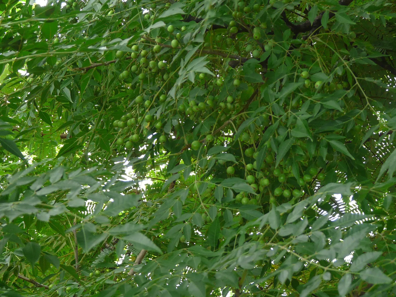 Chinaberry (Melia Azedarach) — the Chinaberry reaches a mature height between 30 to 50 feet; delicate, lace-like foliage offers dappled shade, ideal for