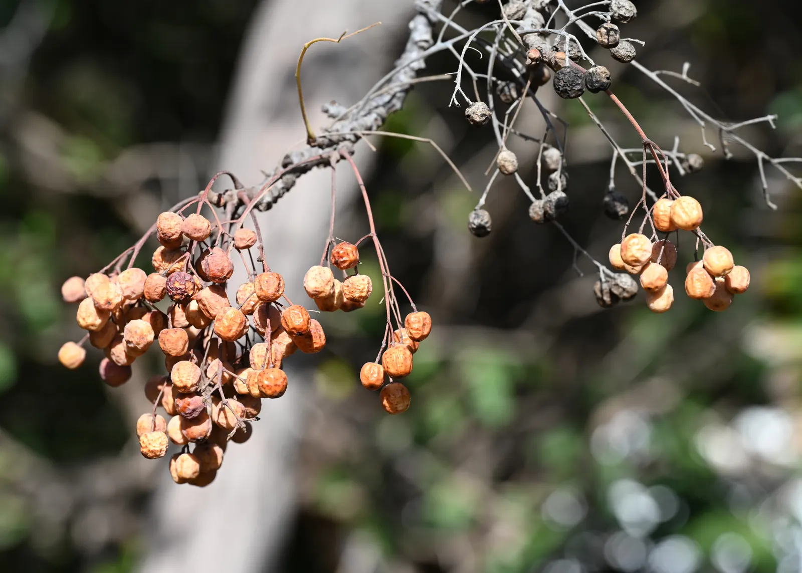 Chinaberry (Melia Azedarach) — It favors well-draining loam; while these bead-like berries add visual interest in fall and winter, image 64