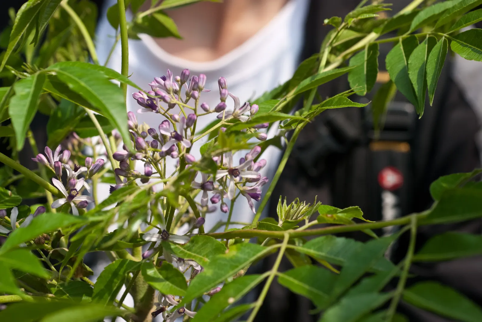 Chinaberry (Melia Azedarach) — It boasts fragrant lilac blossoms in spring, followed by yellow, berry-like drupes that persist into winter; attracting a