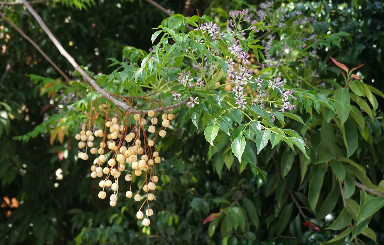 Chinaberry (Melia Azedarach) — deciduous tree renowned for its dense and rounded canopy of lush; with its alluring aesthetics
