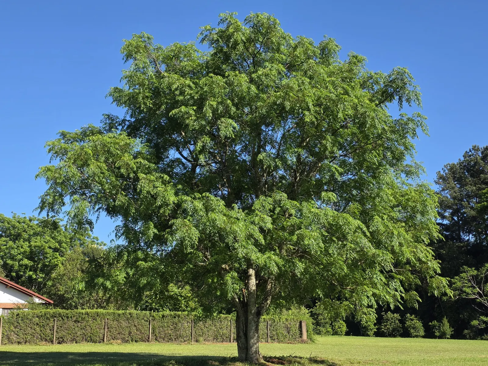 Chinaberry (Melia Azedarach) — fragrant lilac-colored flowers bloom in abundant clusters; consider its rapid growth rate and potential invasiveness in certain